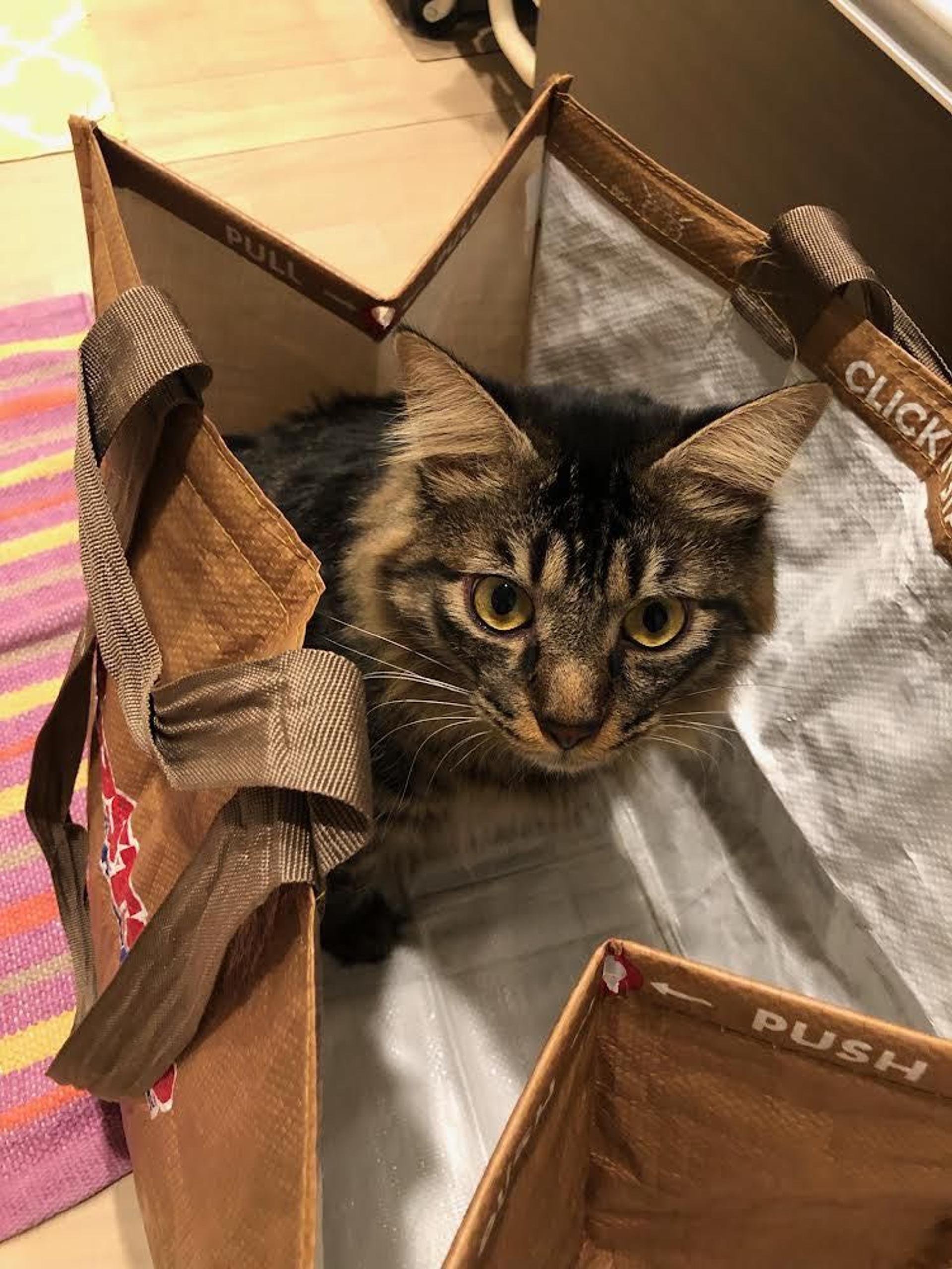 pet-image-9