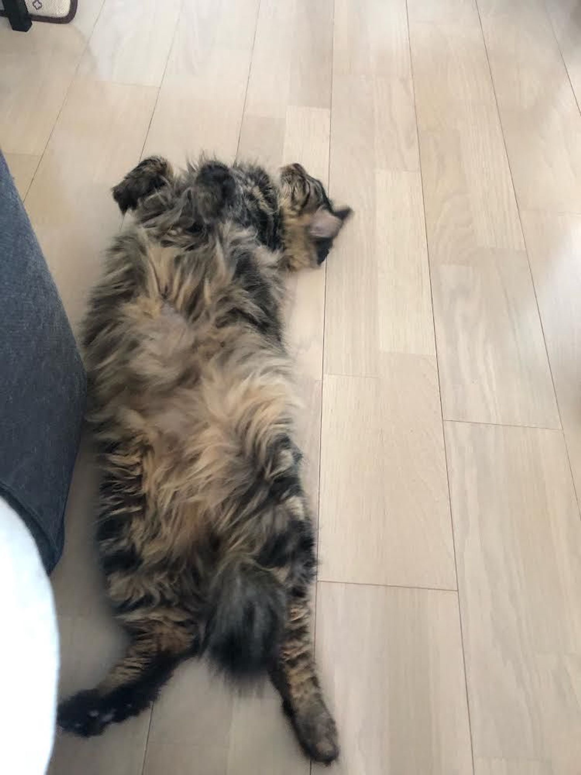 雑種（ミックス猫）・オスの里親募集の写真