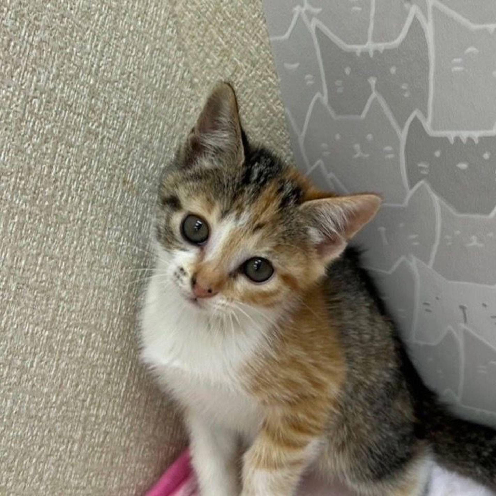雑種（ミックス猫）・メスの里親募集の写真