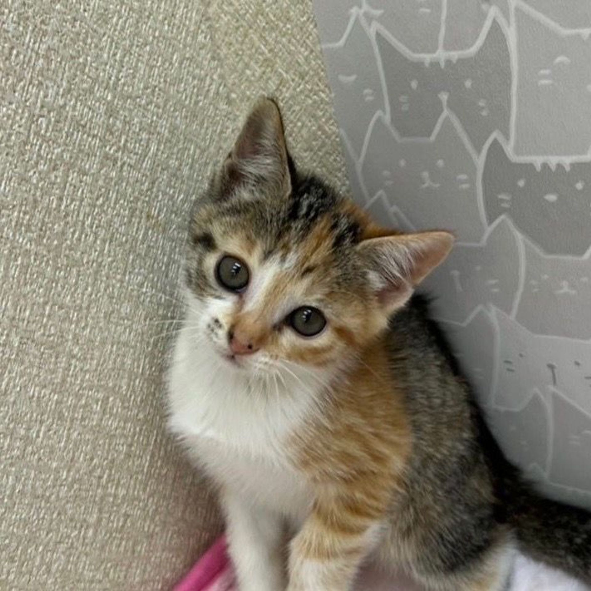 雑種（ミックス猫）・メスの里親募集の写真