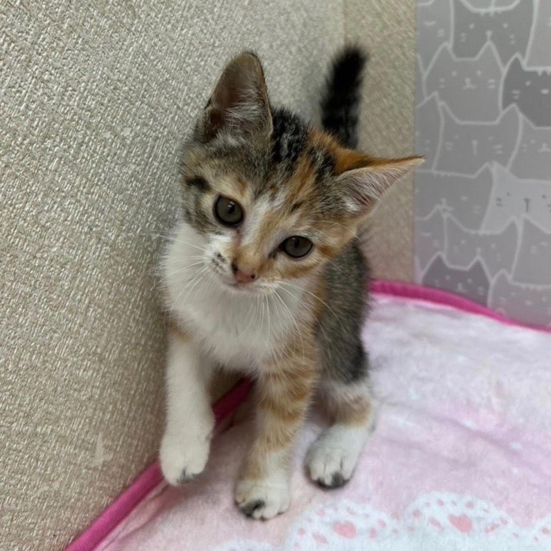 pet-image-2