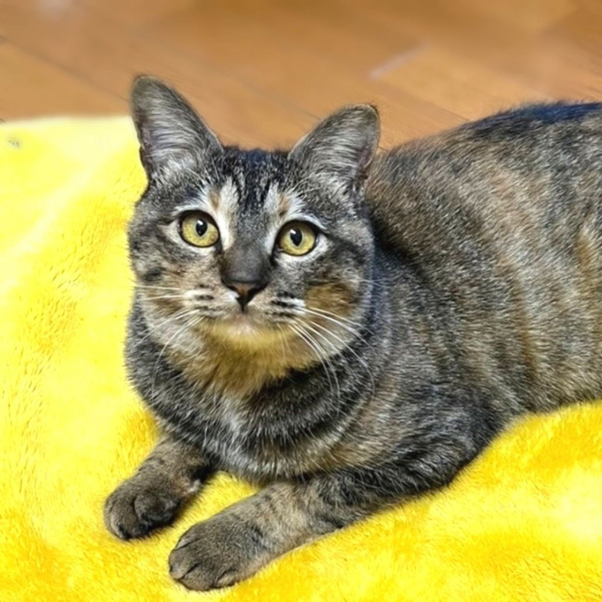 雑種（ミックス猫）・メスの里親募集の写真