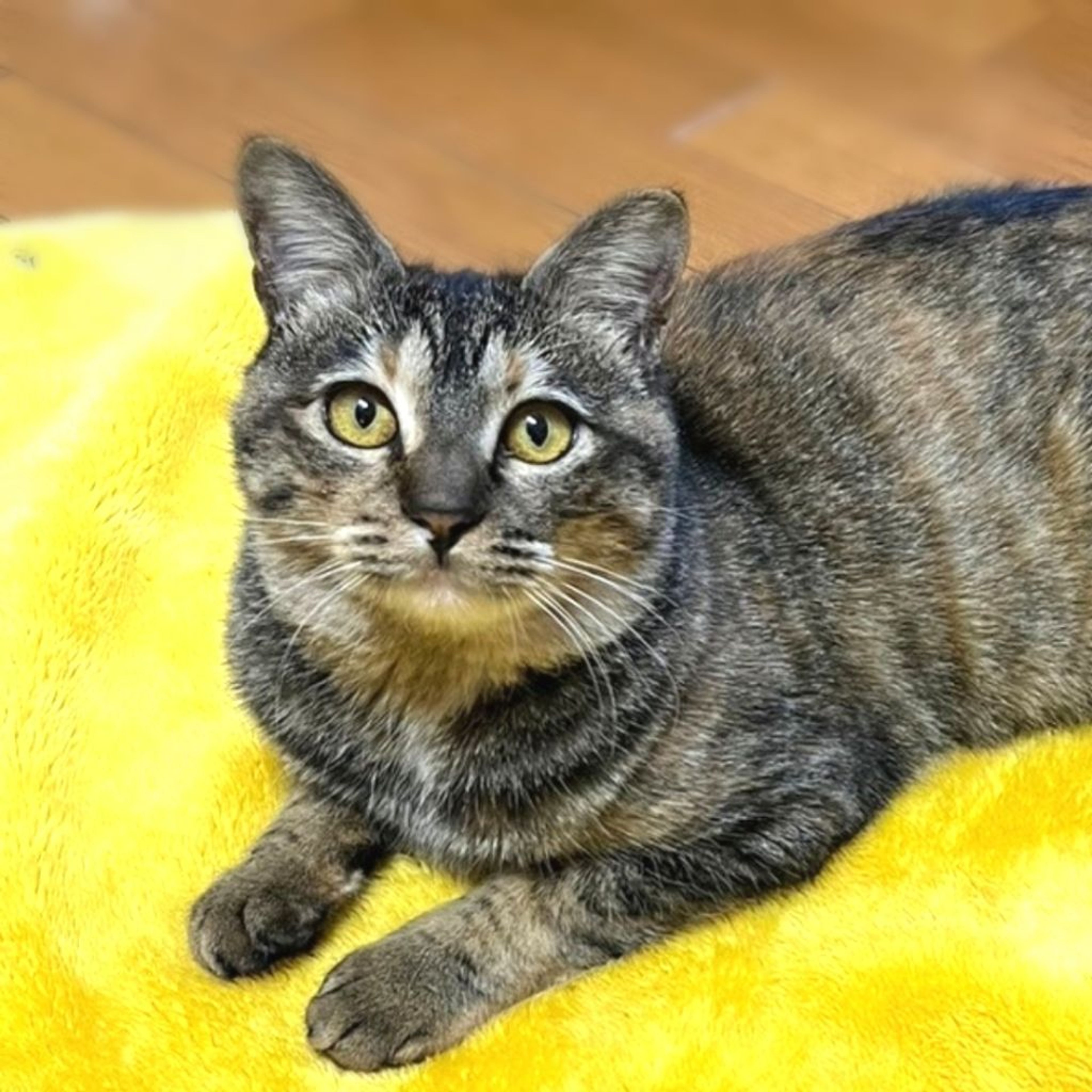 雑種（ミックス猫）・メスの里親募集の写真