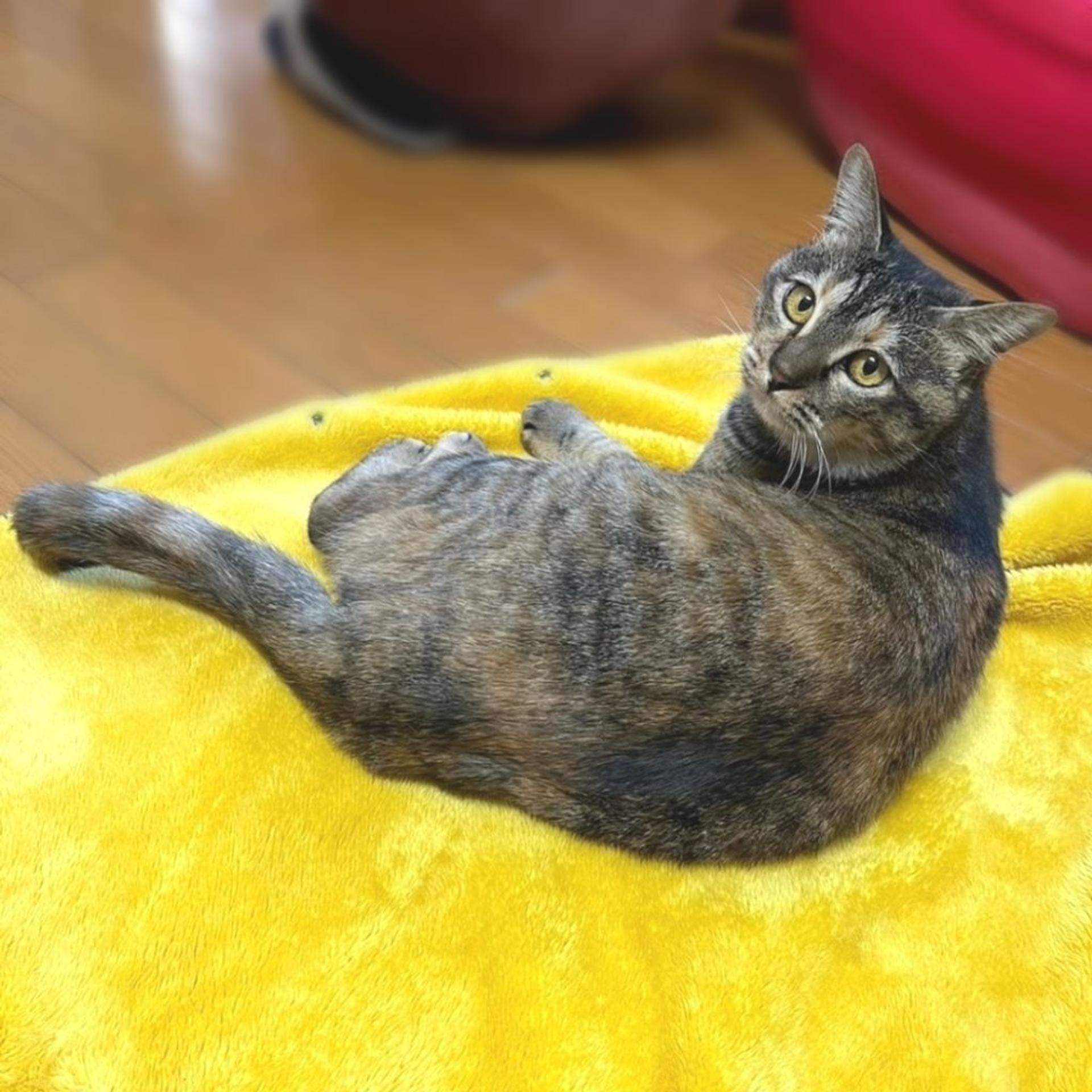 pet-image-2