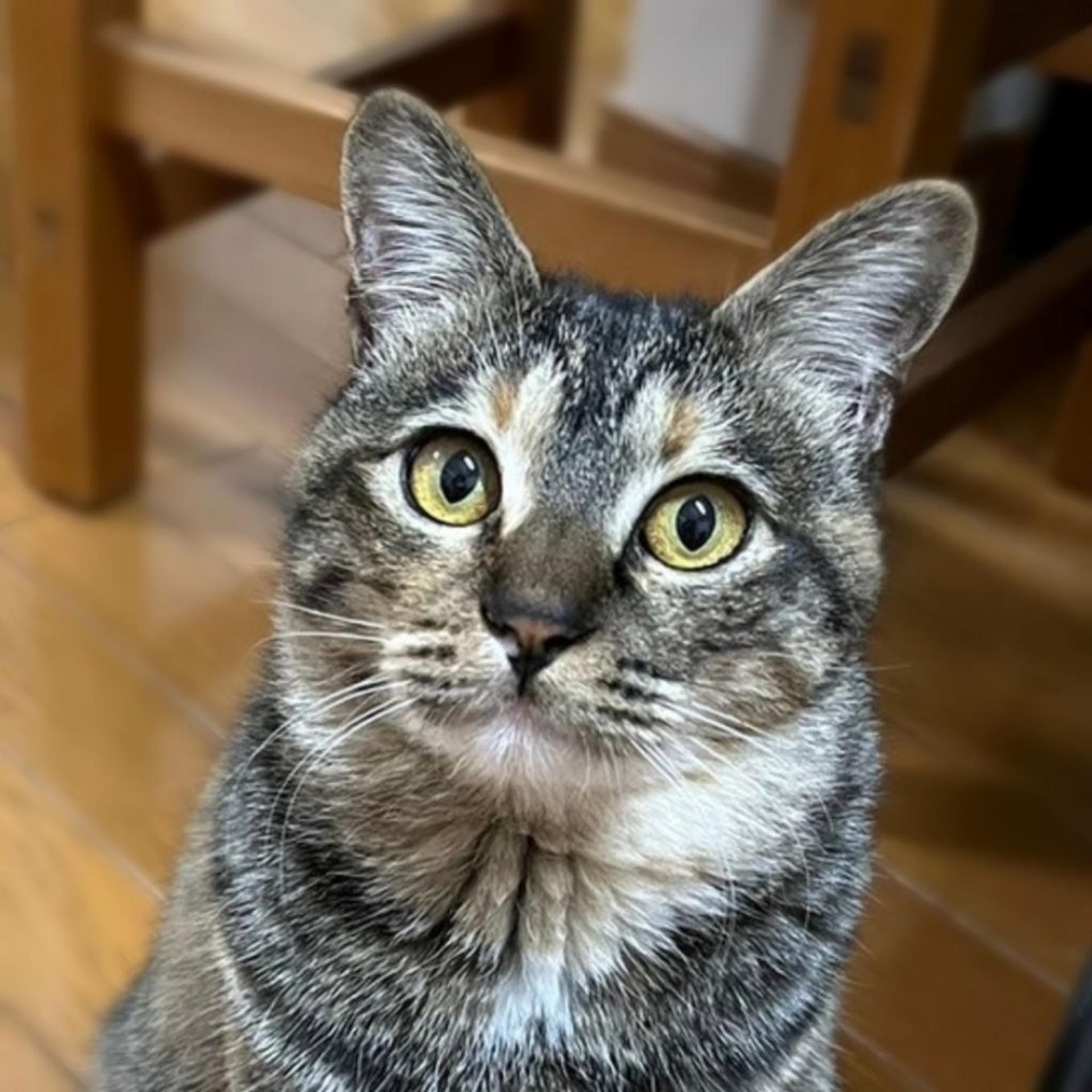 pet-image-3