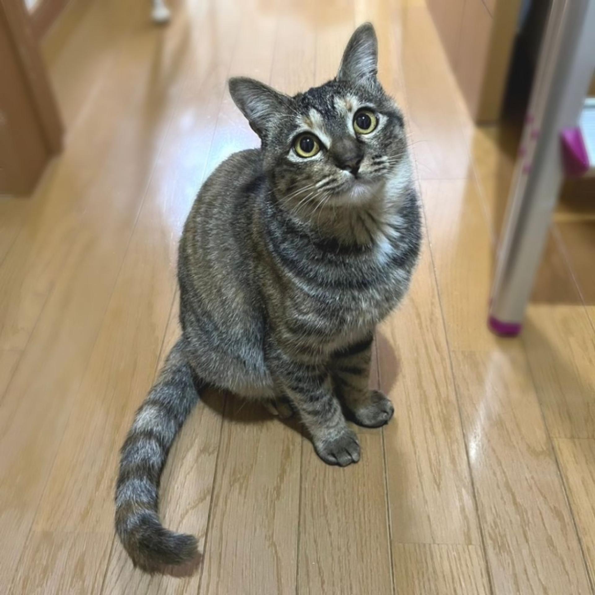 pet-image-4