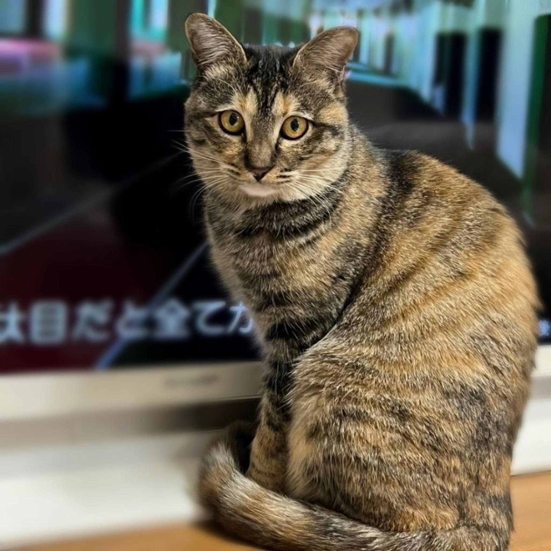 pet-image-5