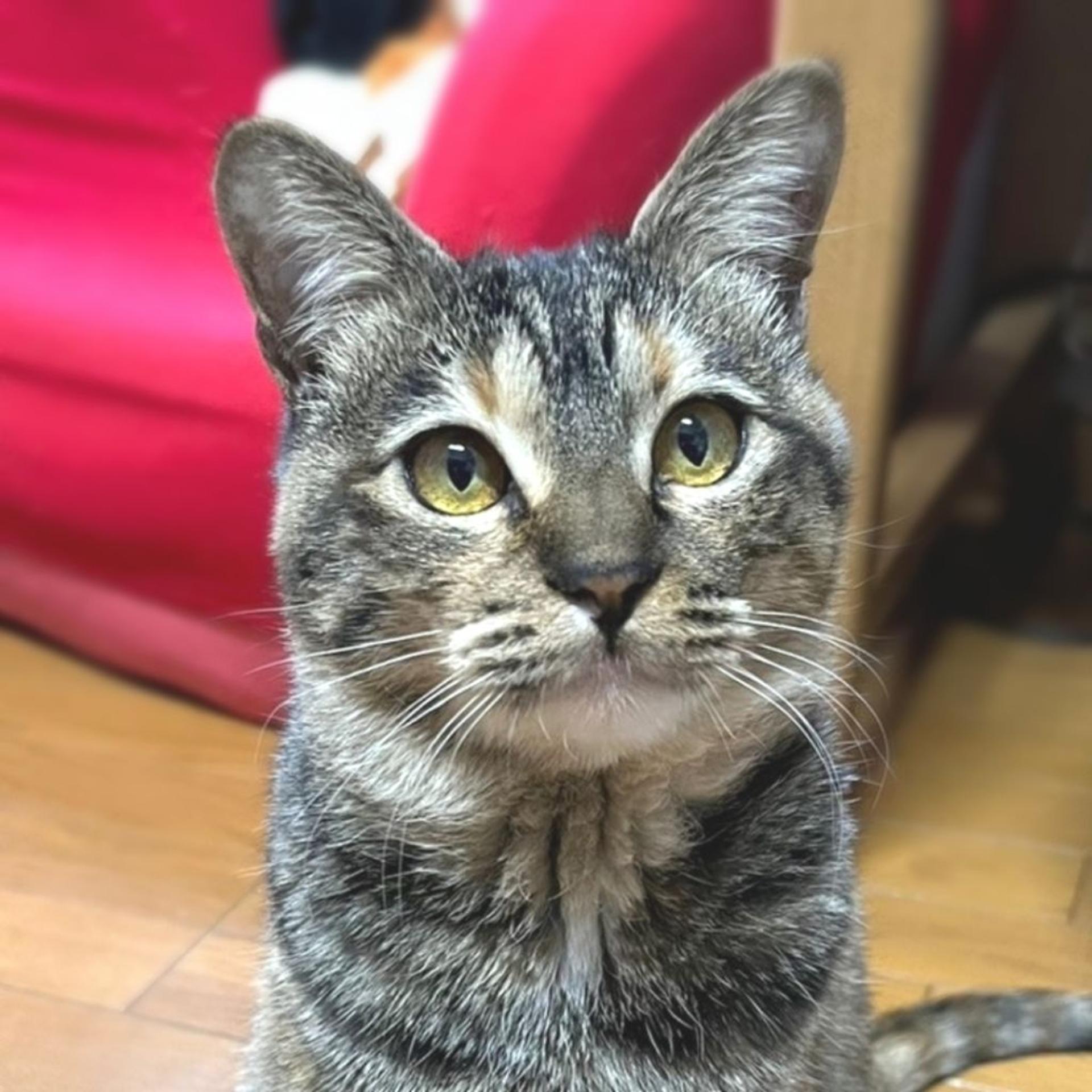 pet-image-6