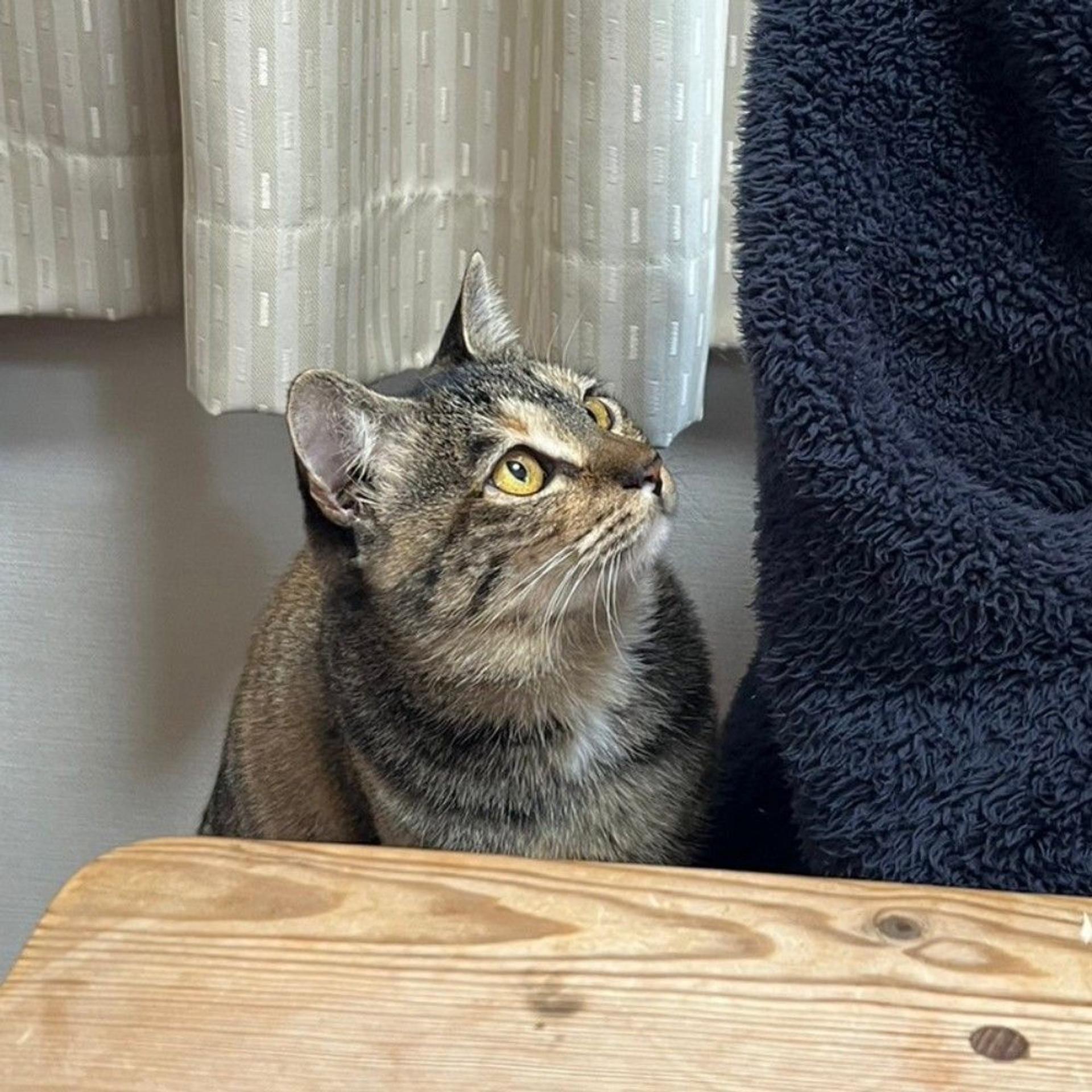 pet-image-7