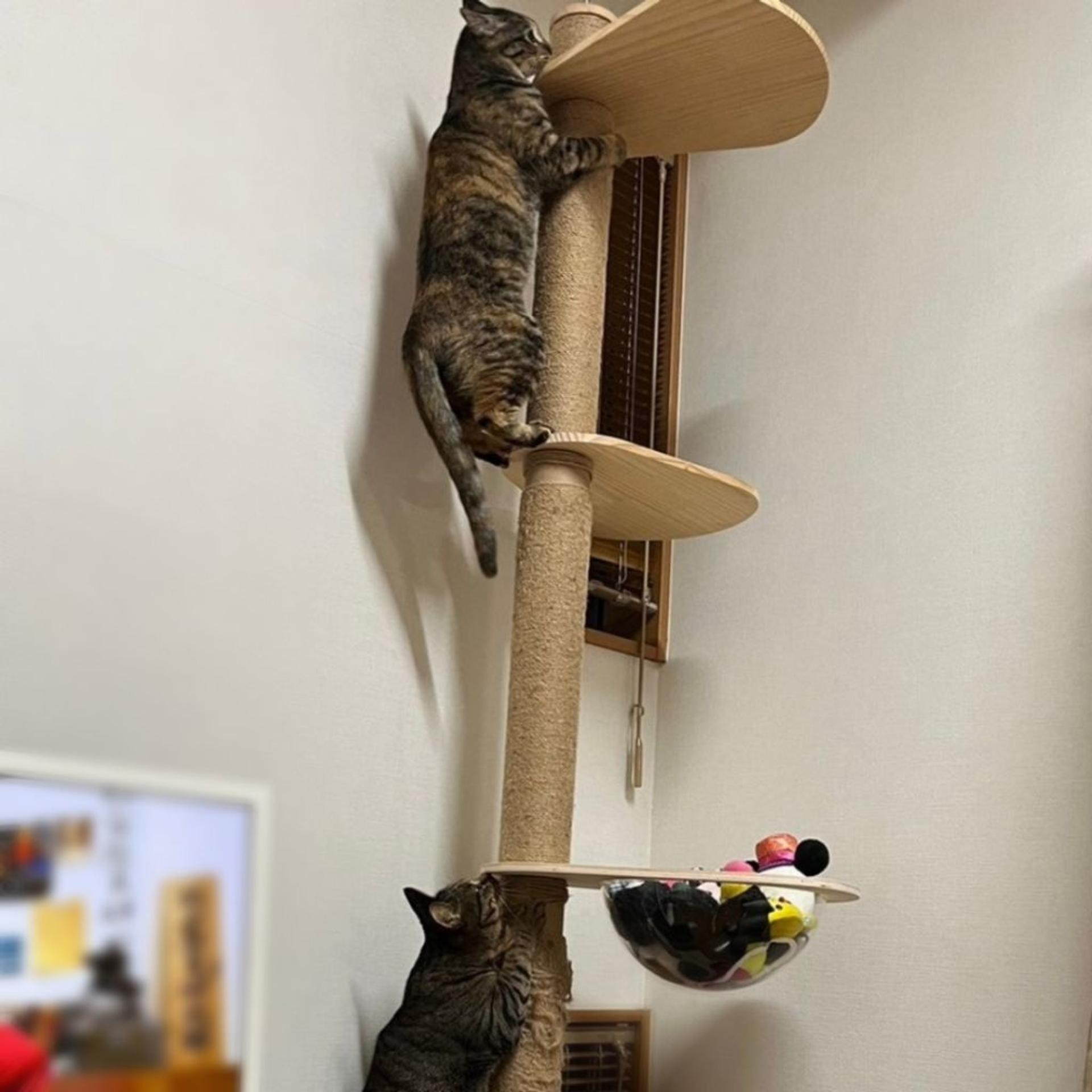 pet-image-8