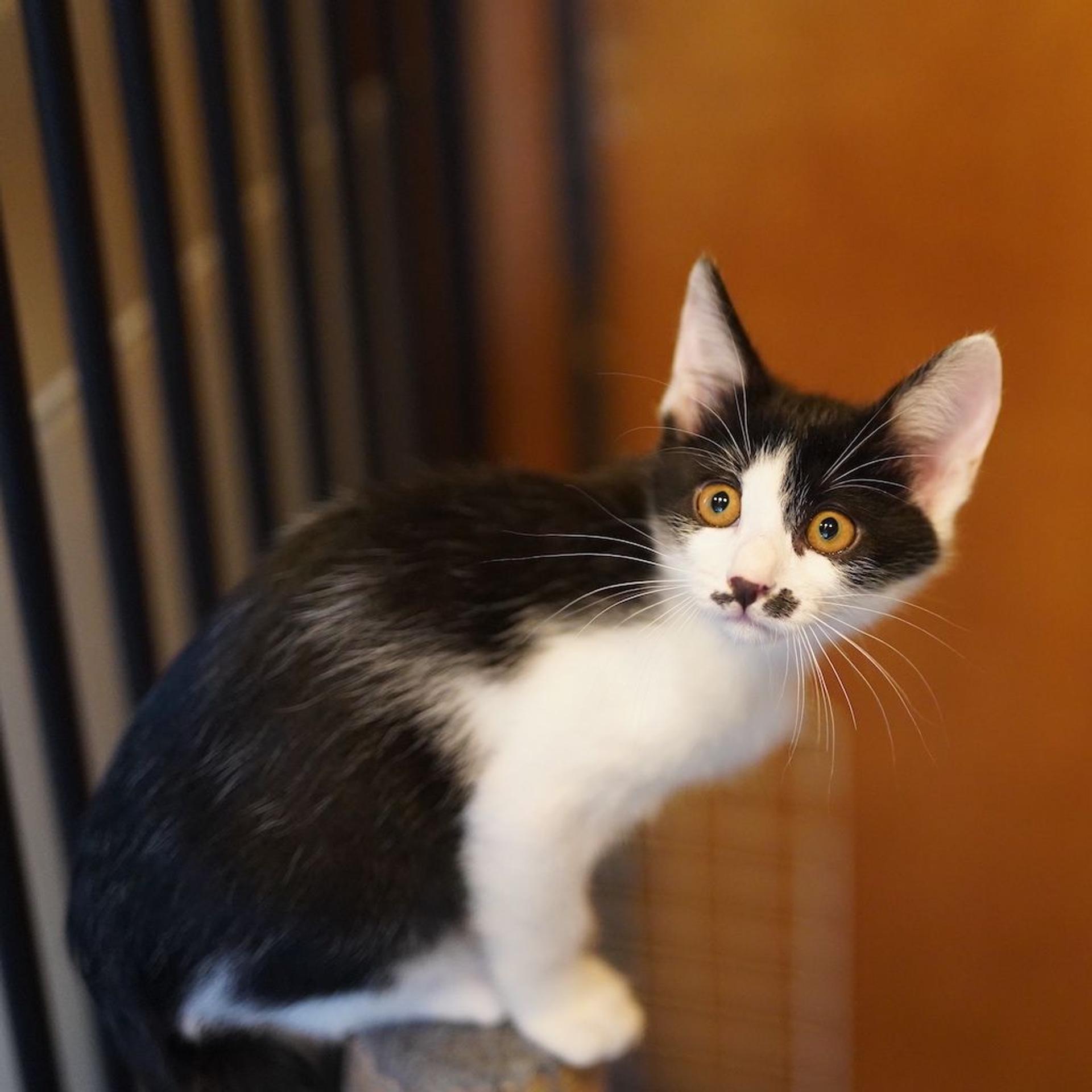 pet-image-5