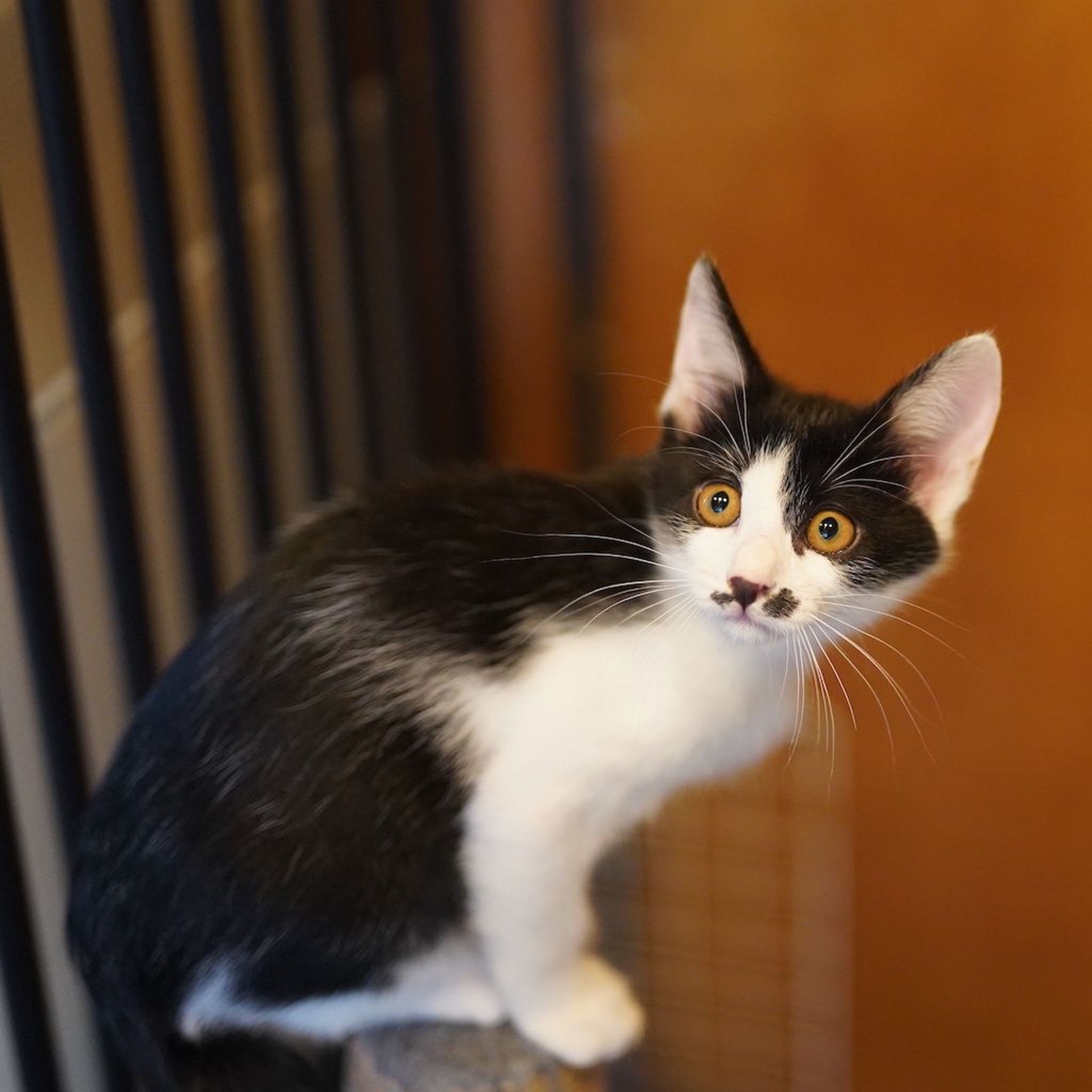 pet-image-5