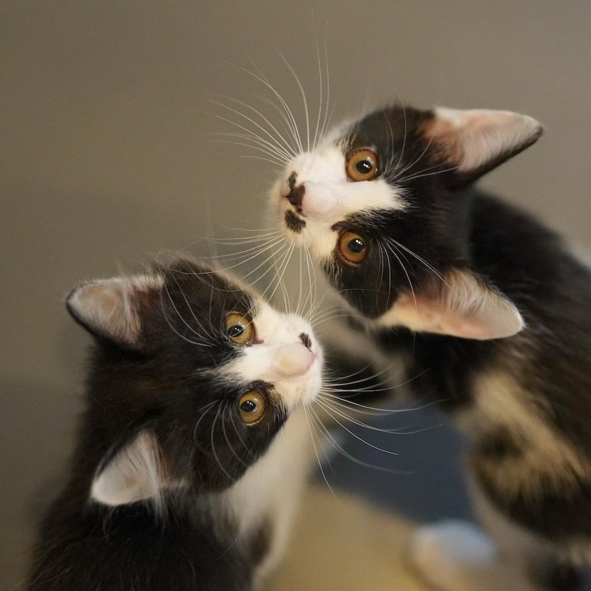 pet-image-8