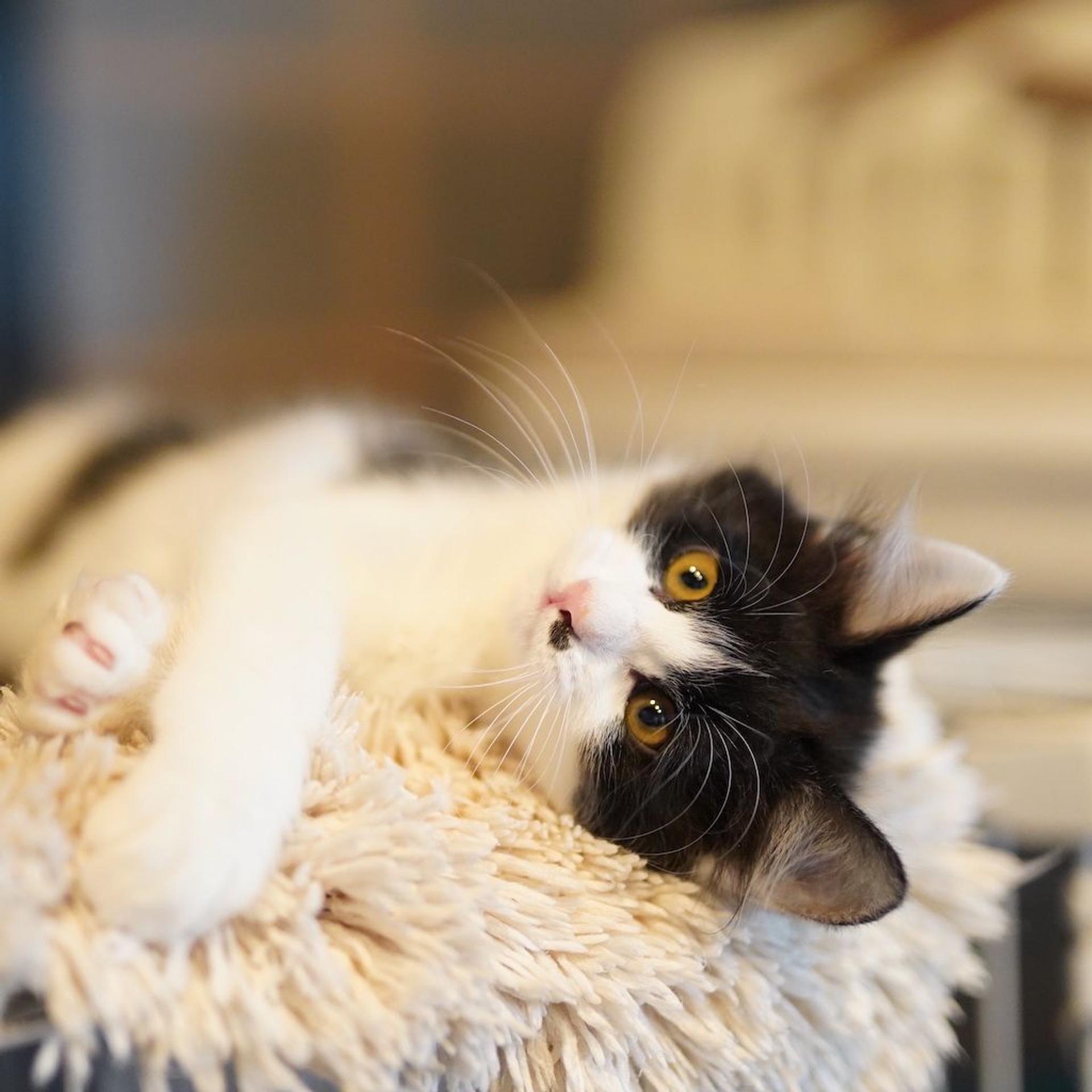pet-image-7