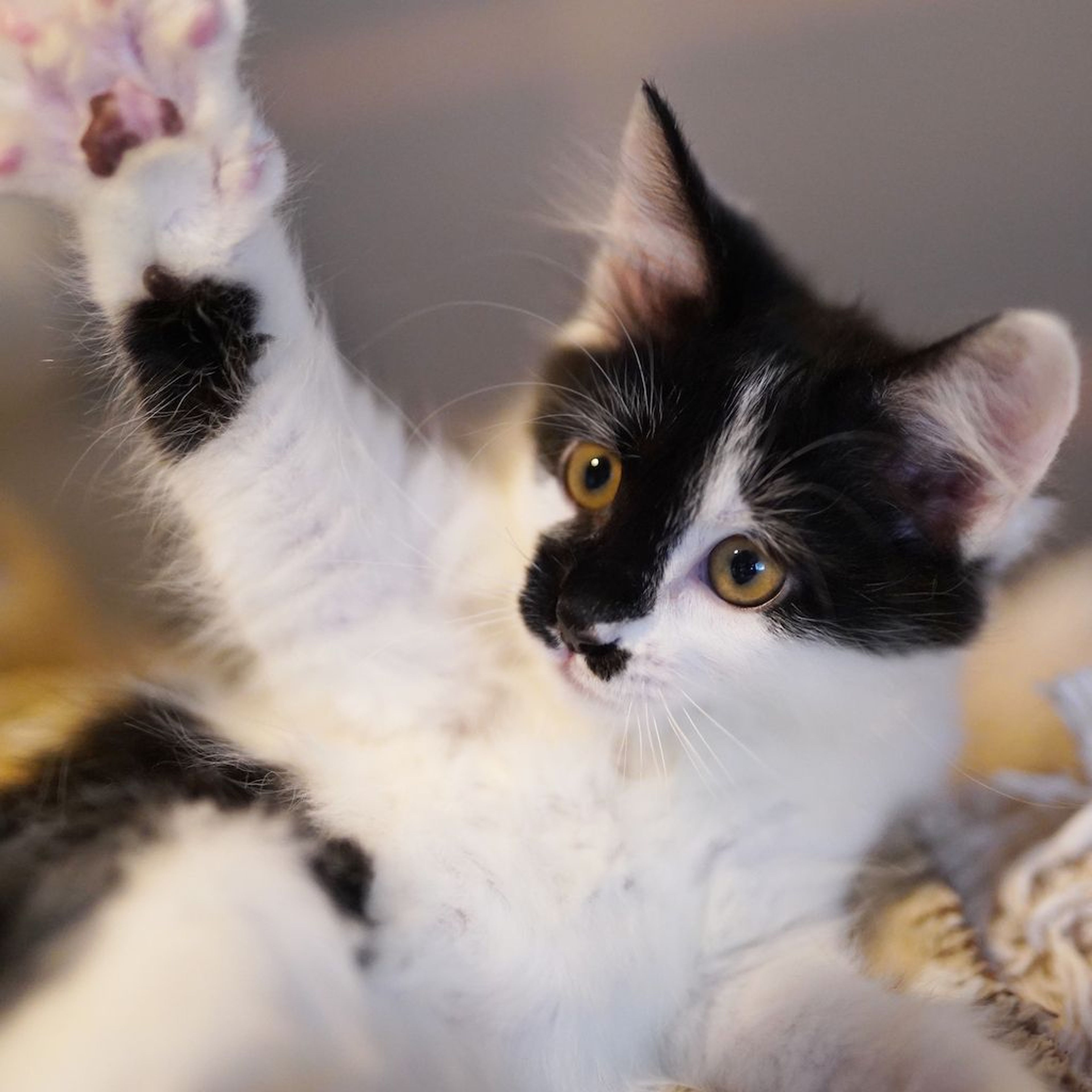 pet-image-2