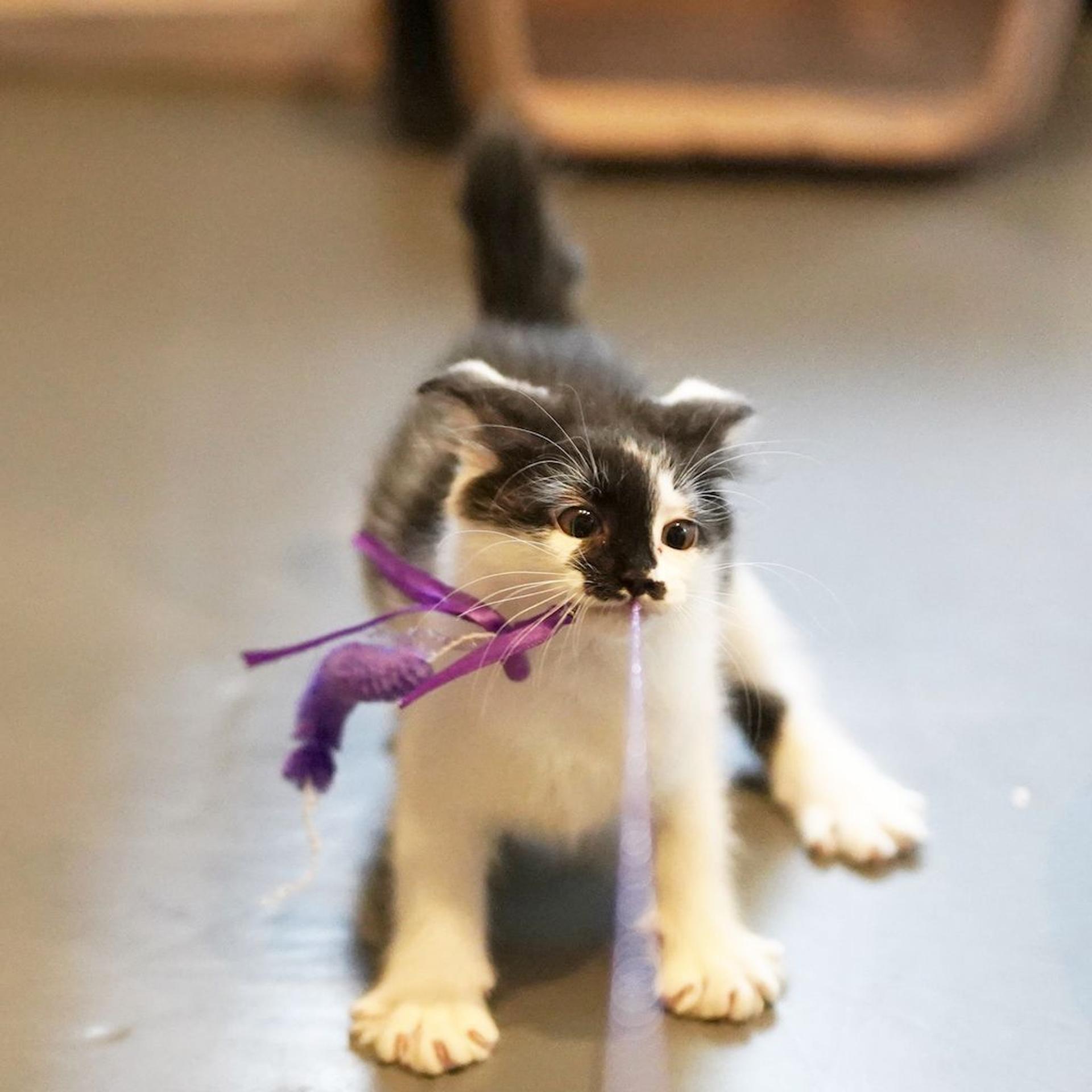 pet-image-4