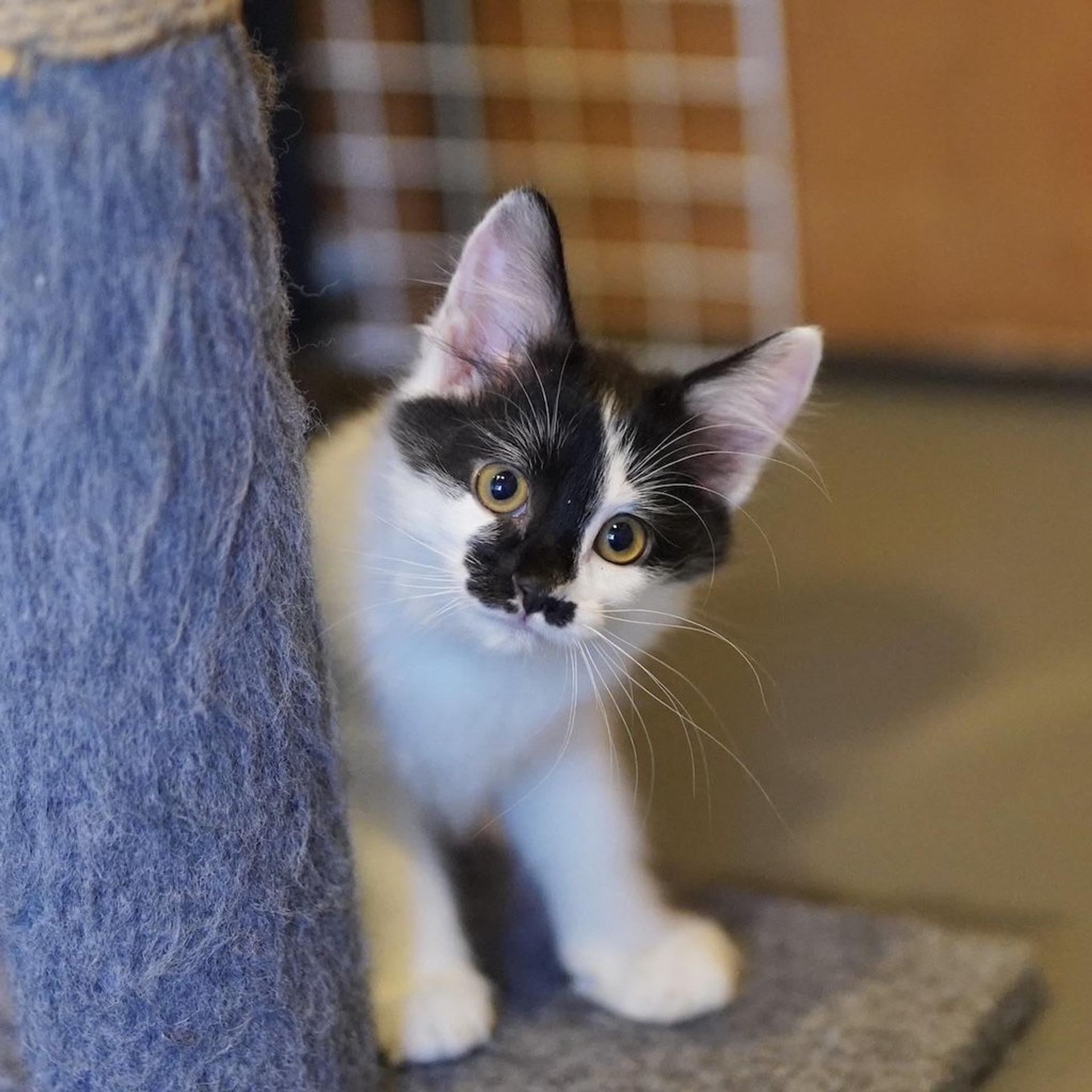 pet-image-6