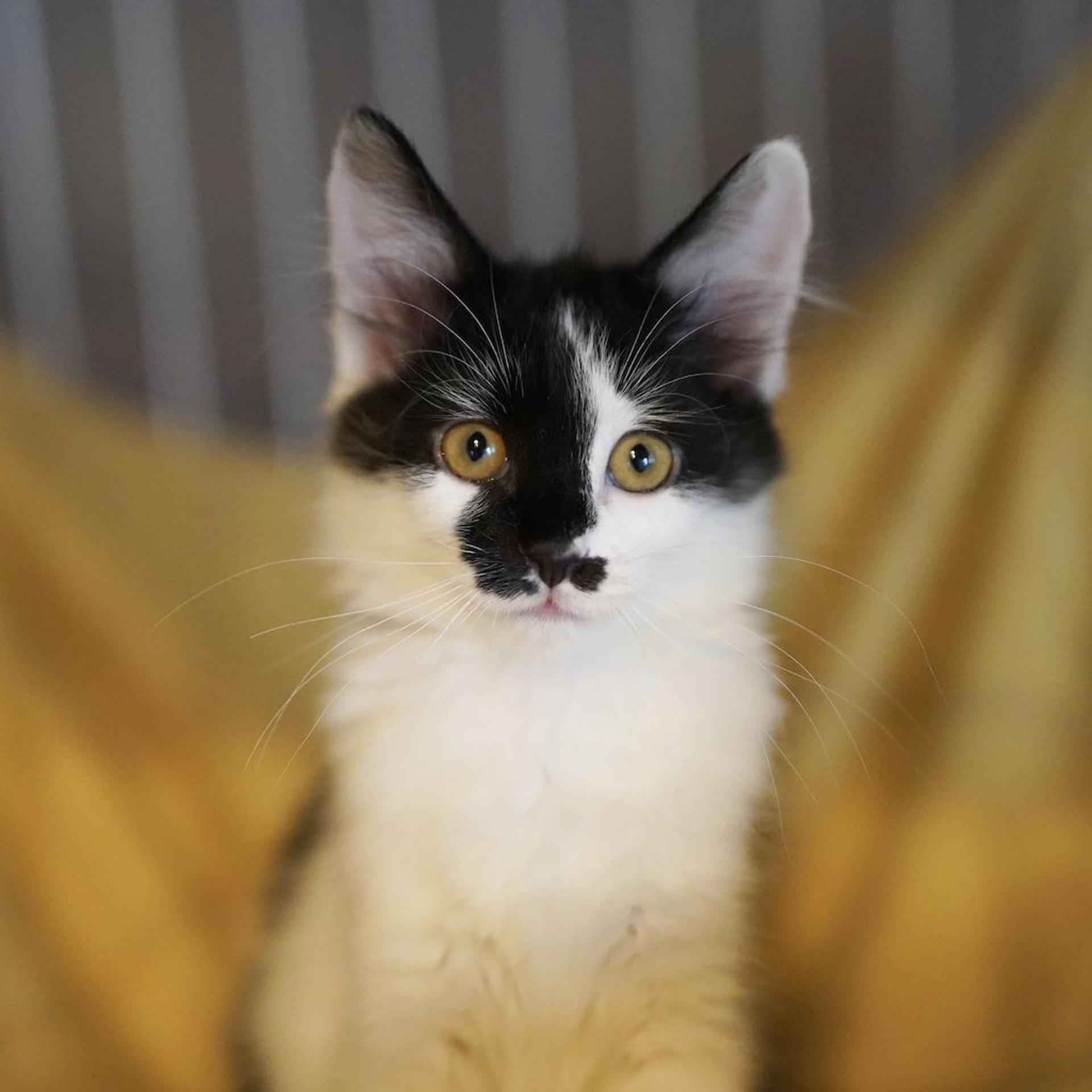 pet-image-7