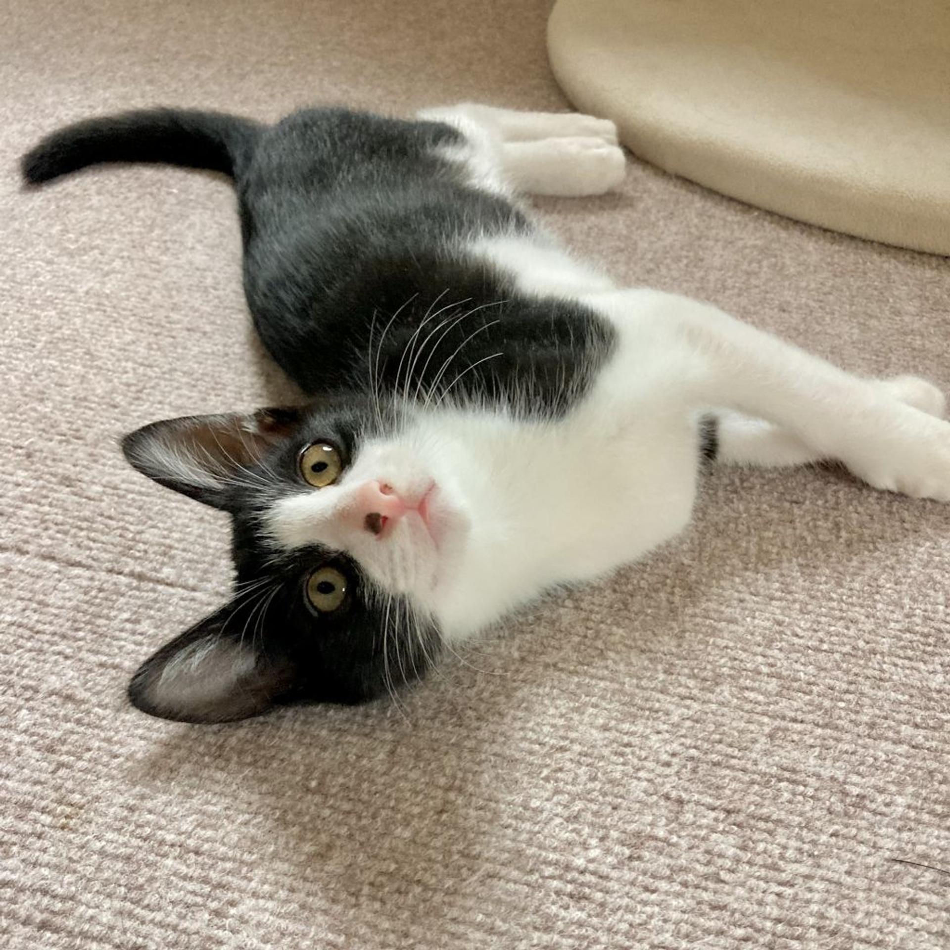 pet-image-2