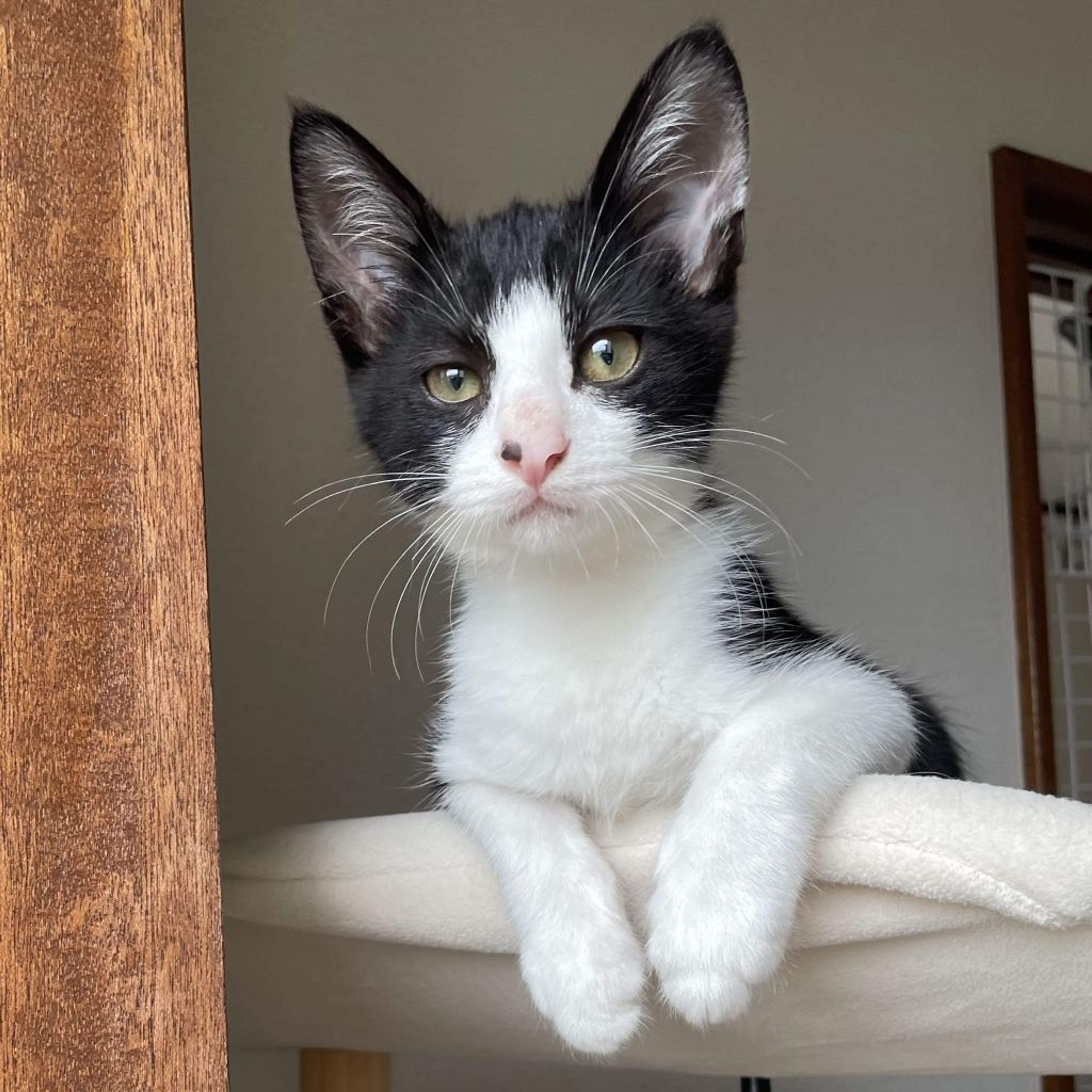 pet-image-3