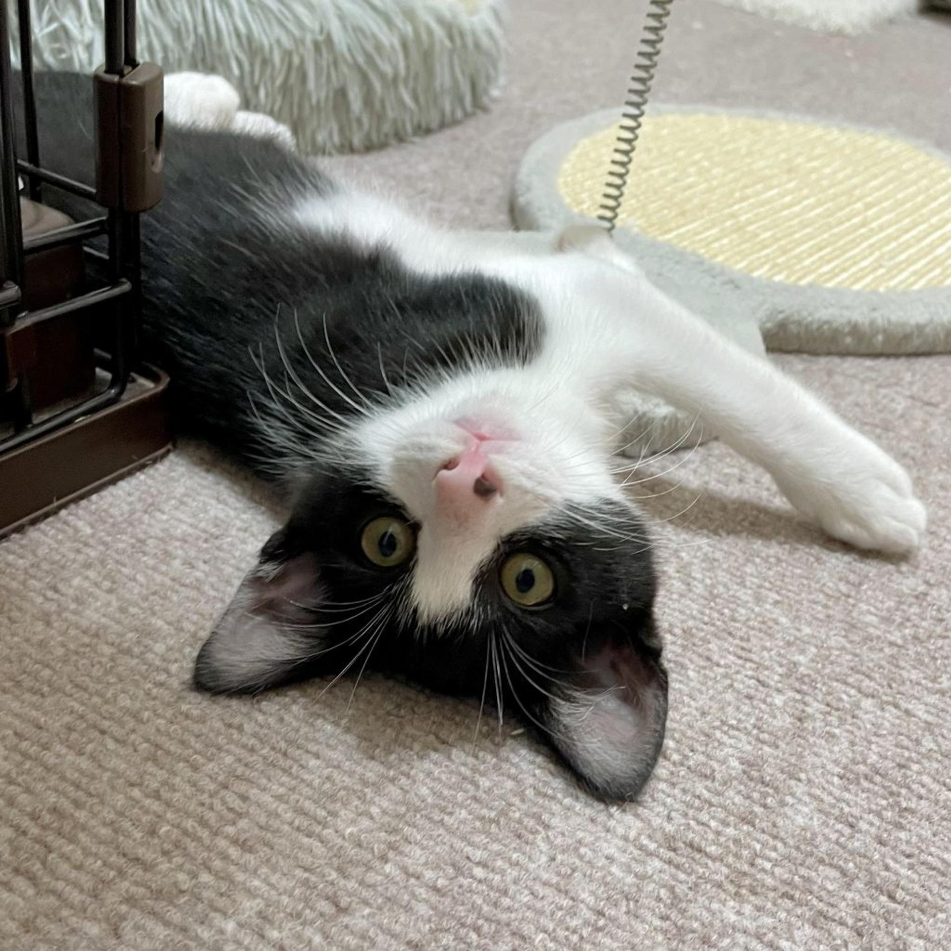 pet-image-4