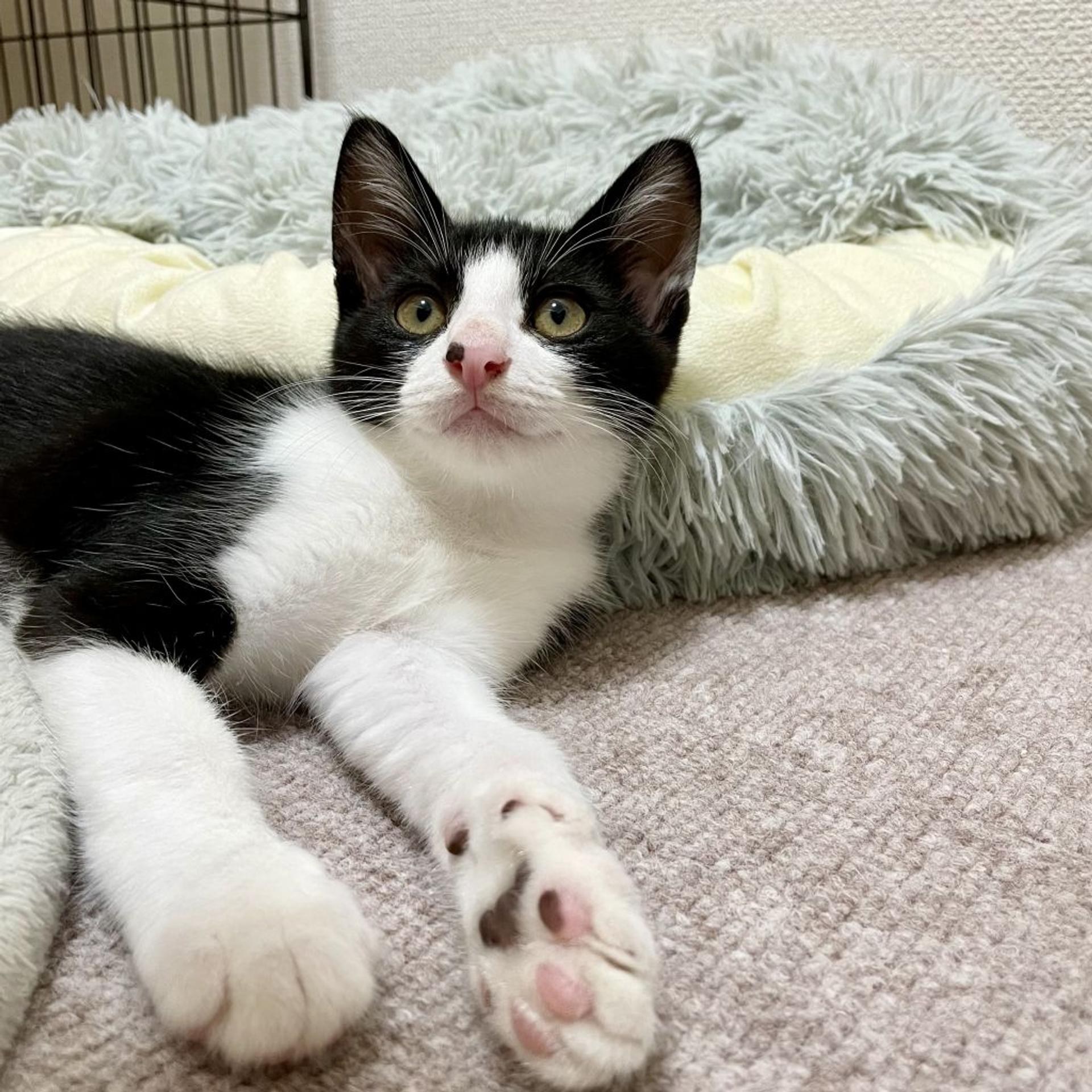 pet-image-5