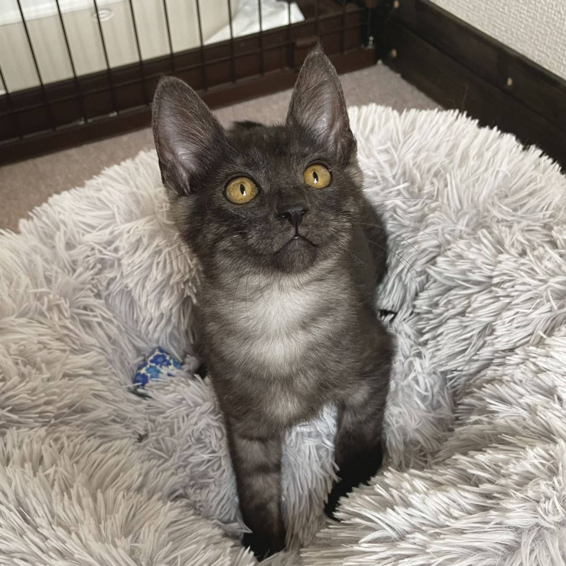 雑種（ミックス猫）・オスの里親募集の写真