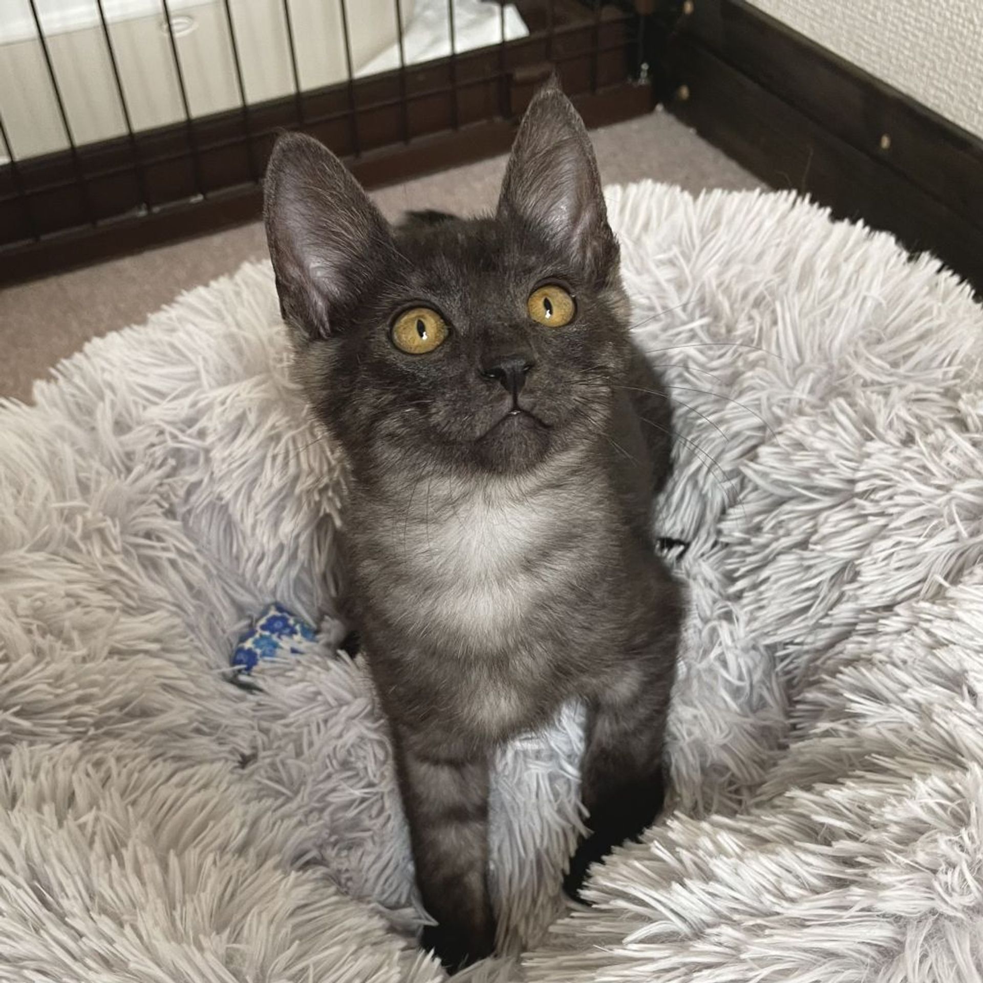 雑種（ミックス猫）・オスの里親募集の写真