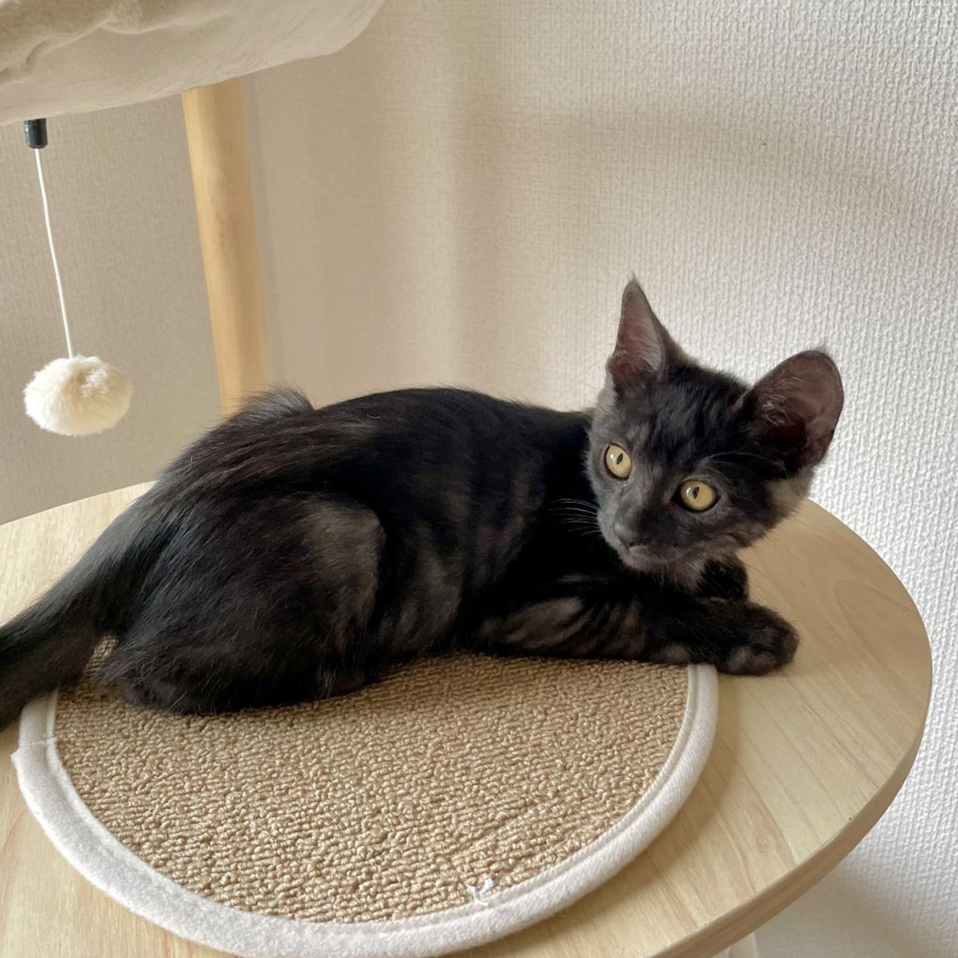pet-image-2