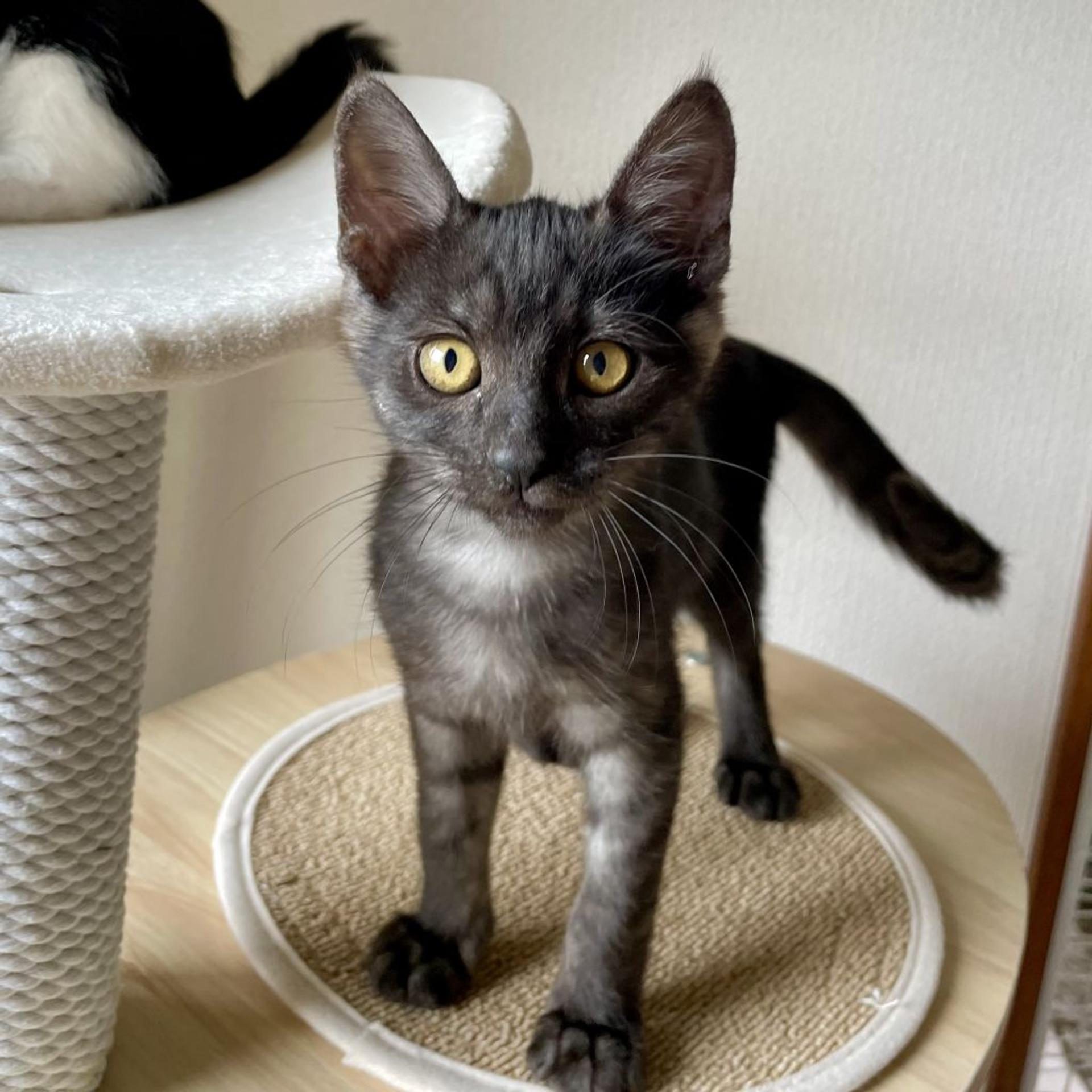 pet-image-3