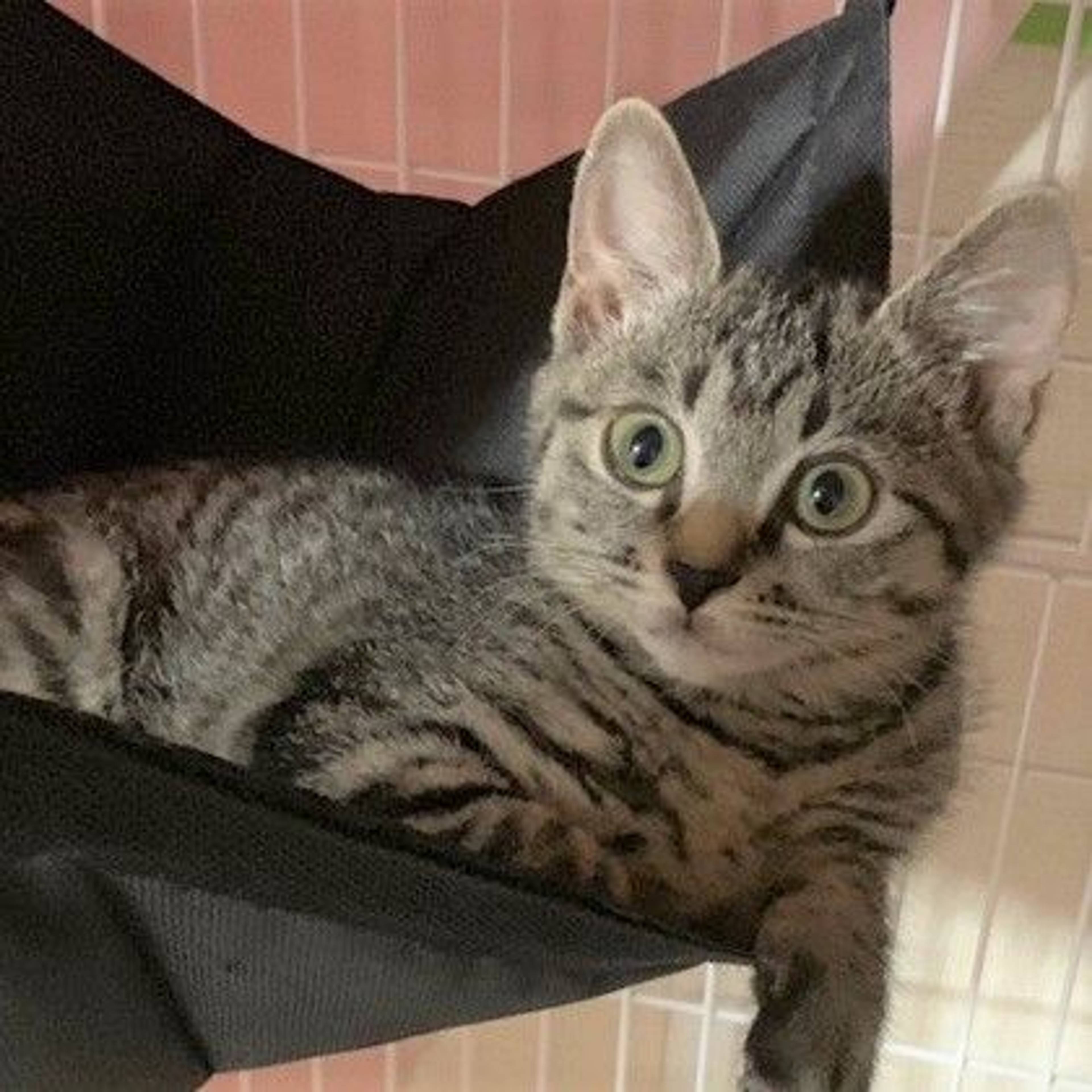 雑種（ミックス猫）・メスの里親募集の写真