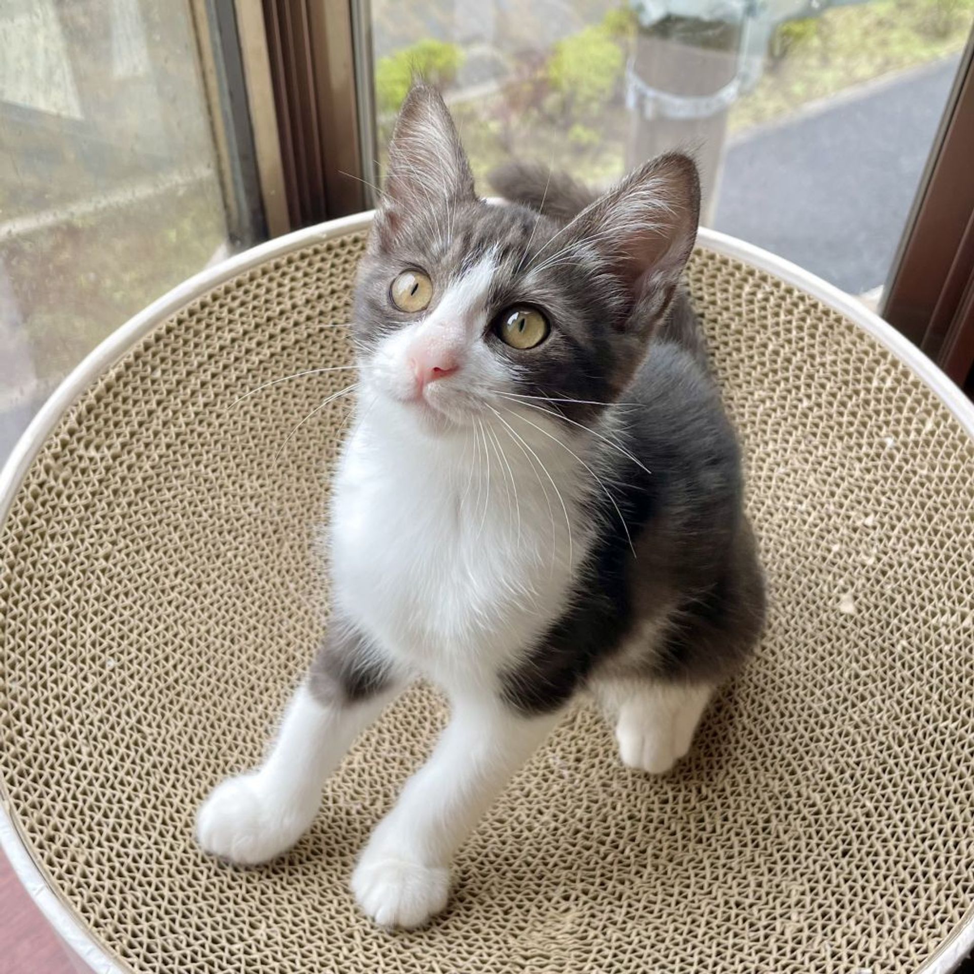 雑種（ミックス猫）・メスの里親募集の写真
