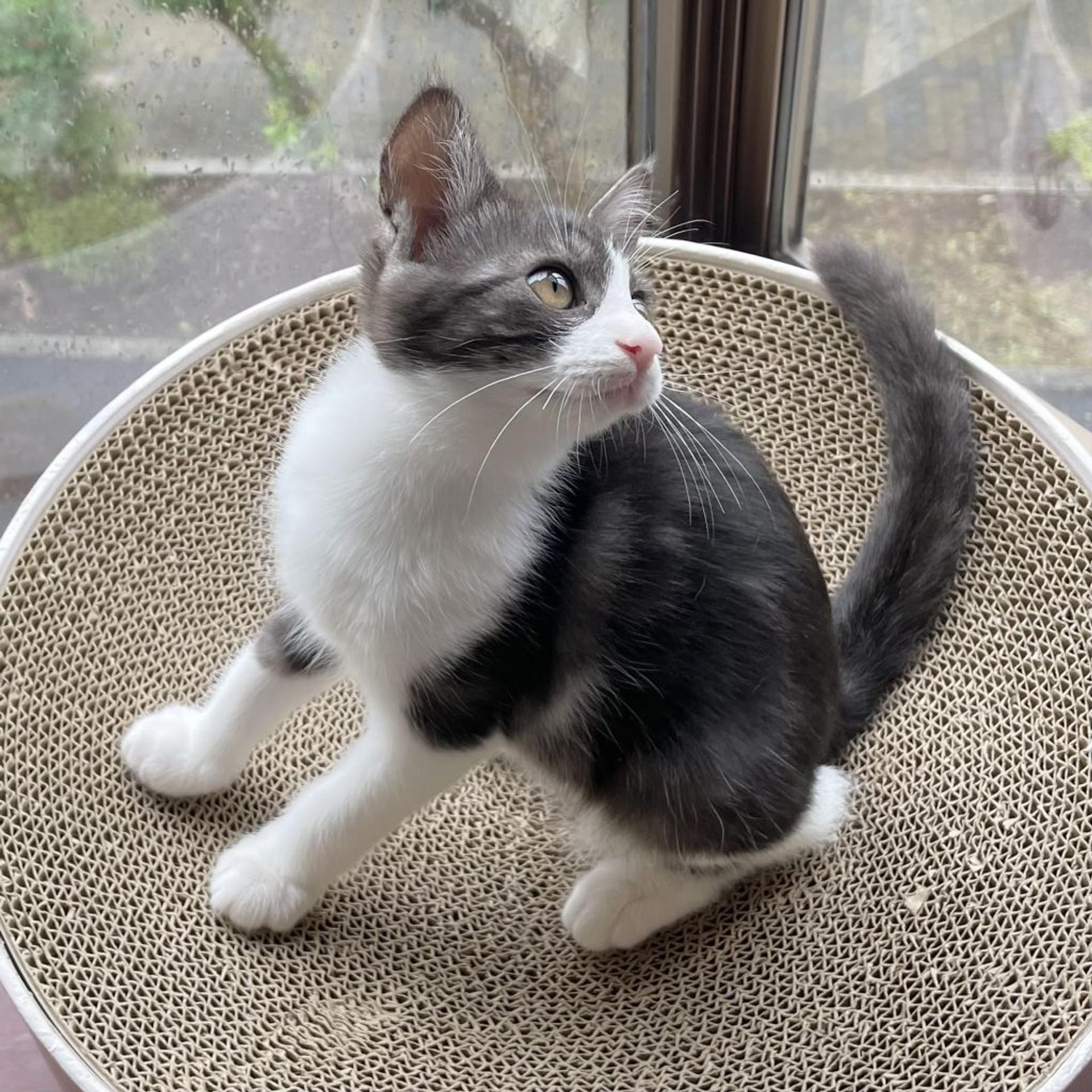 pet-image-2