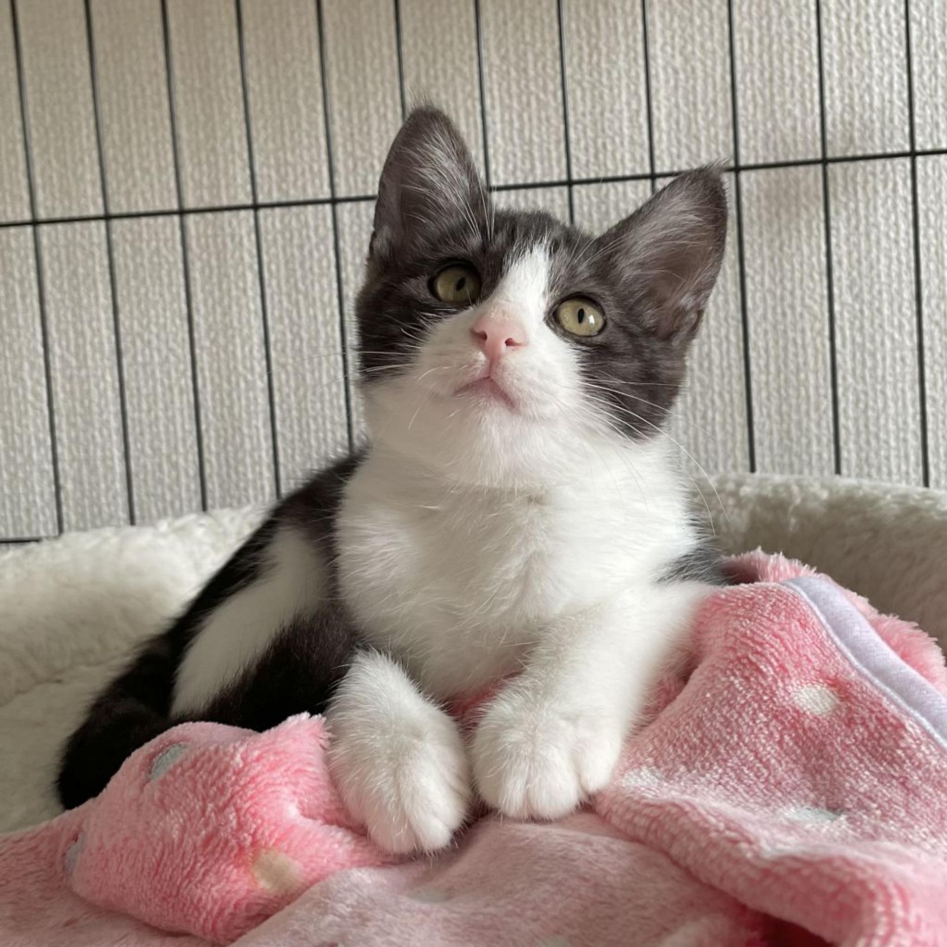 pet-image-4