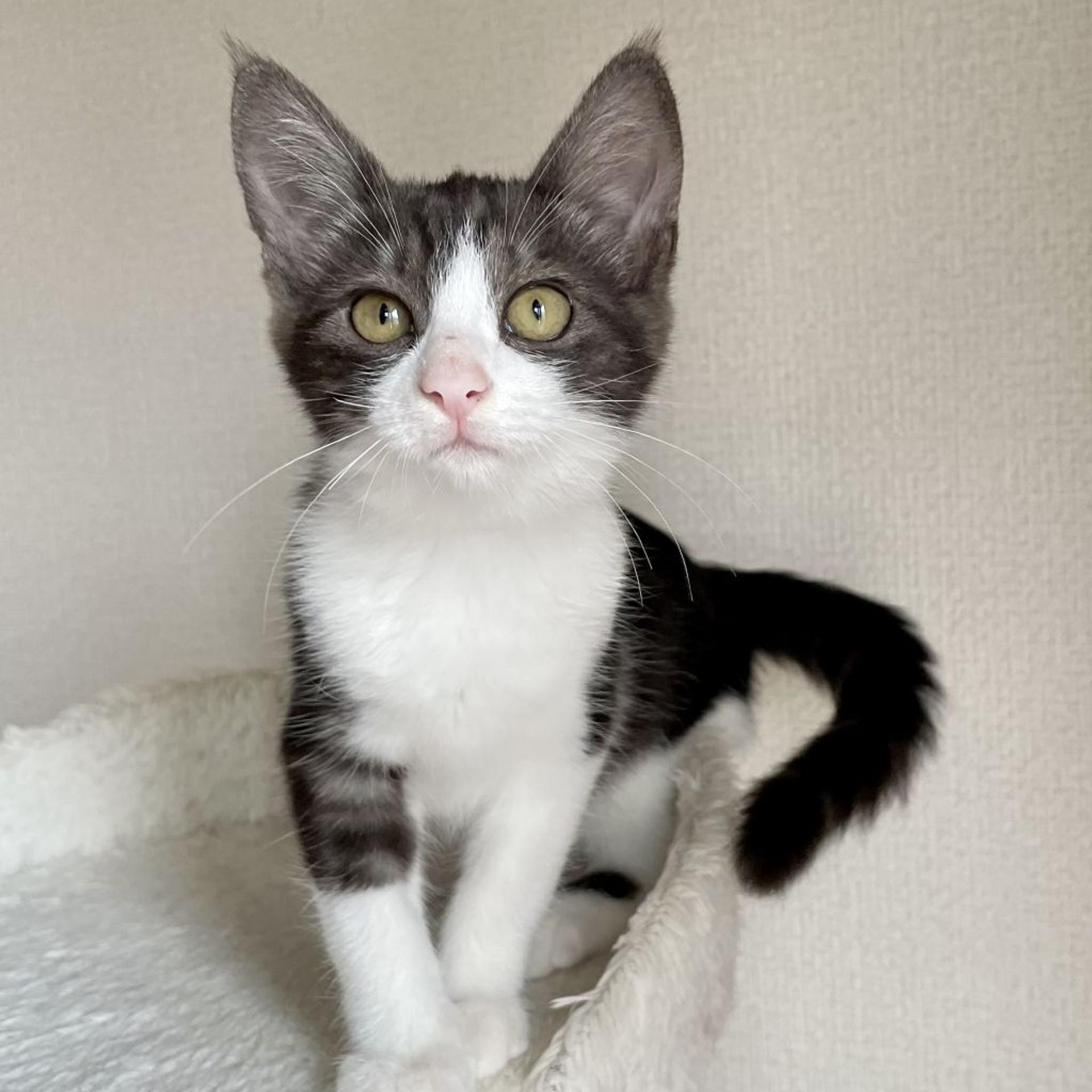 pet-image-5