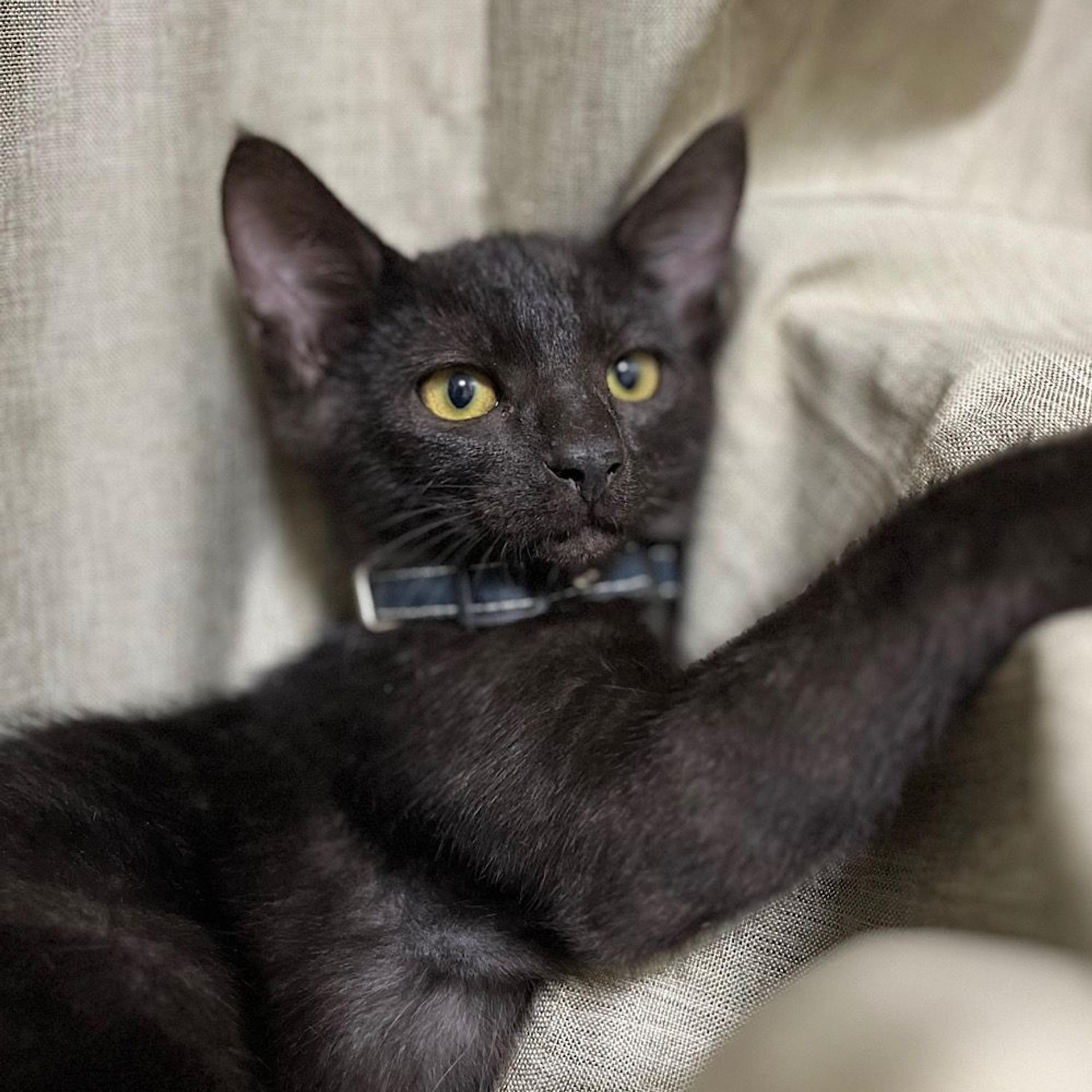 pet-image-3
