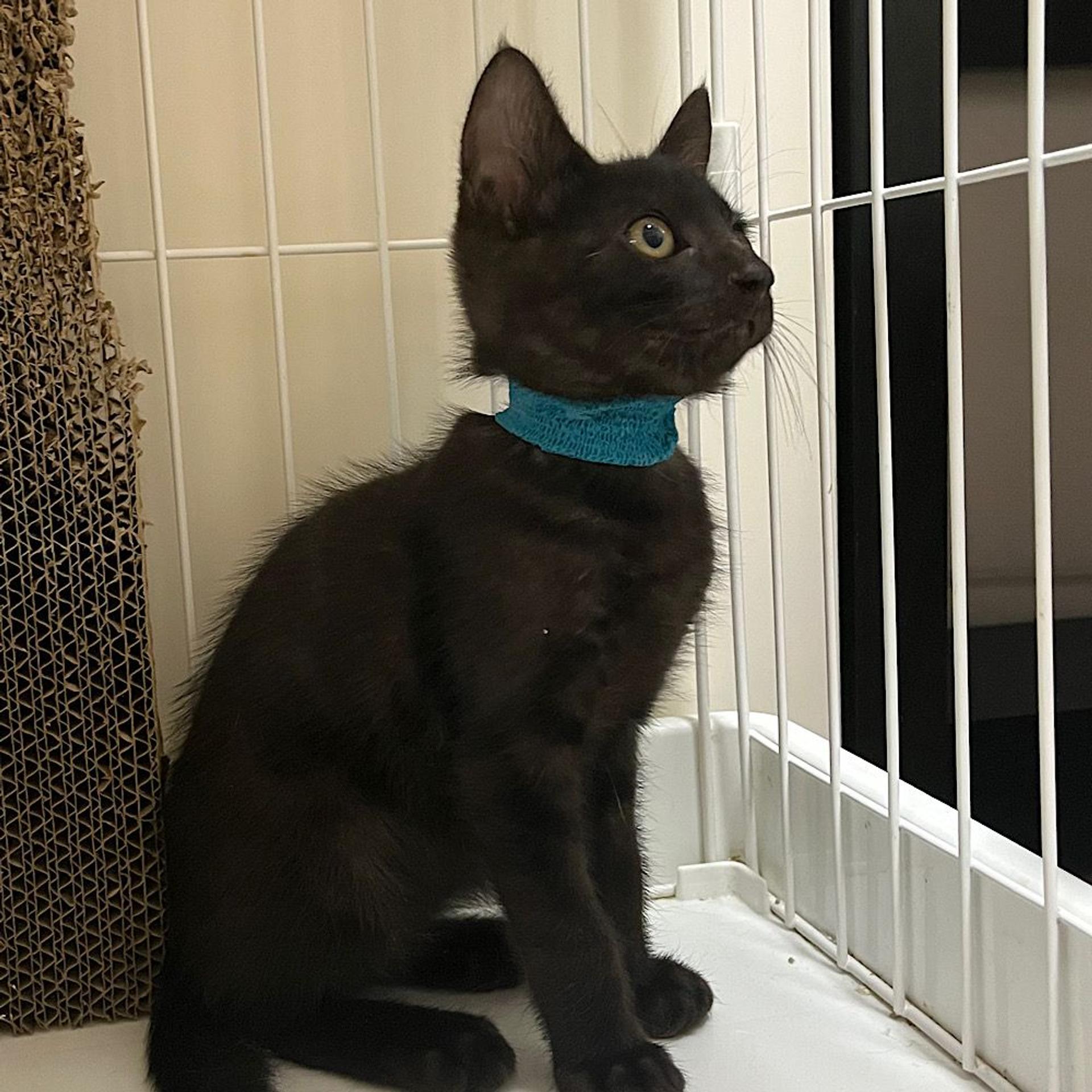 pet-image-4