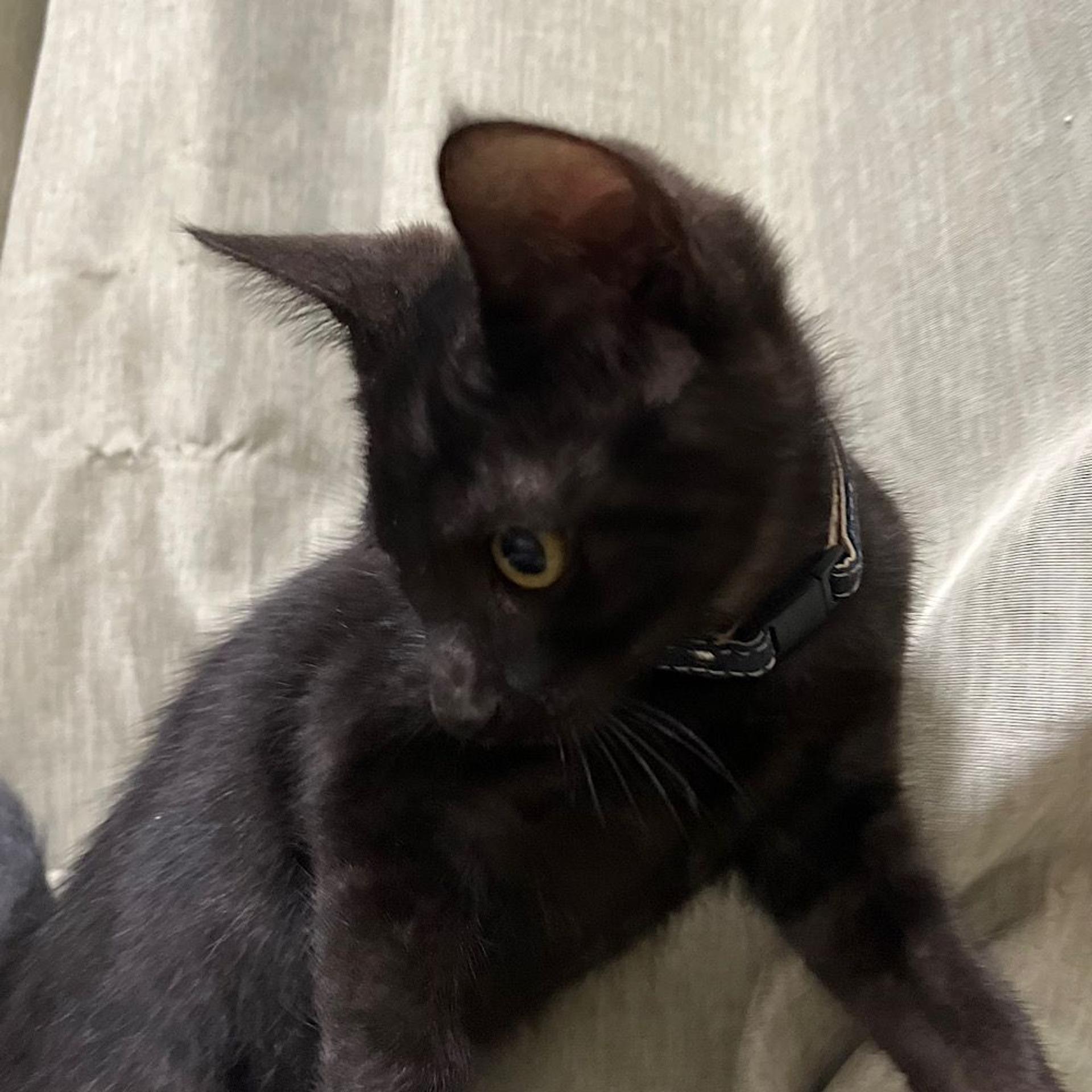 pet-image-5