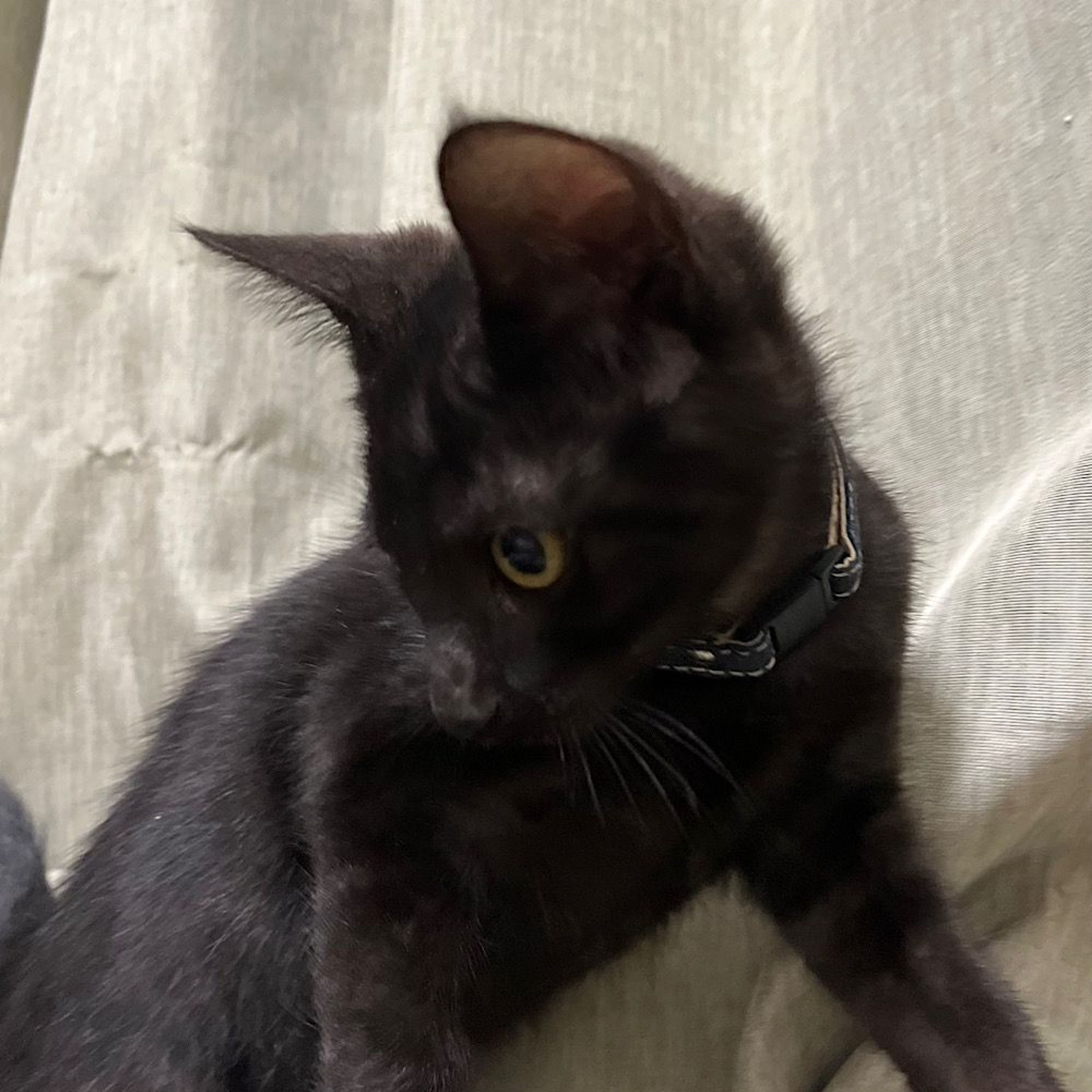 pet-image-5