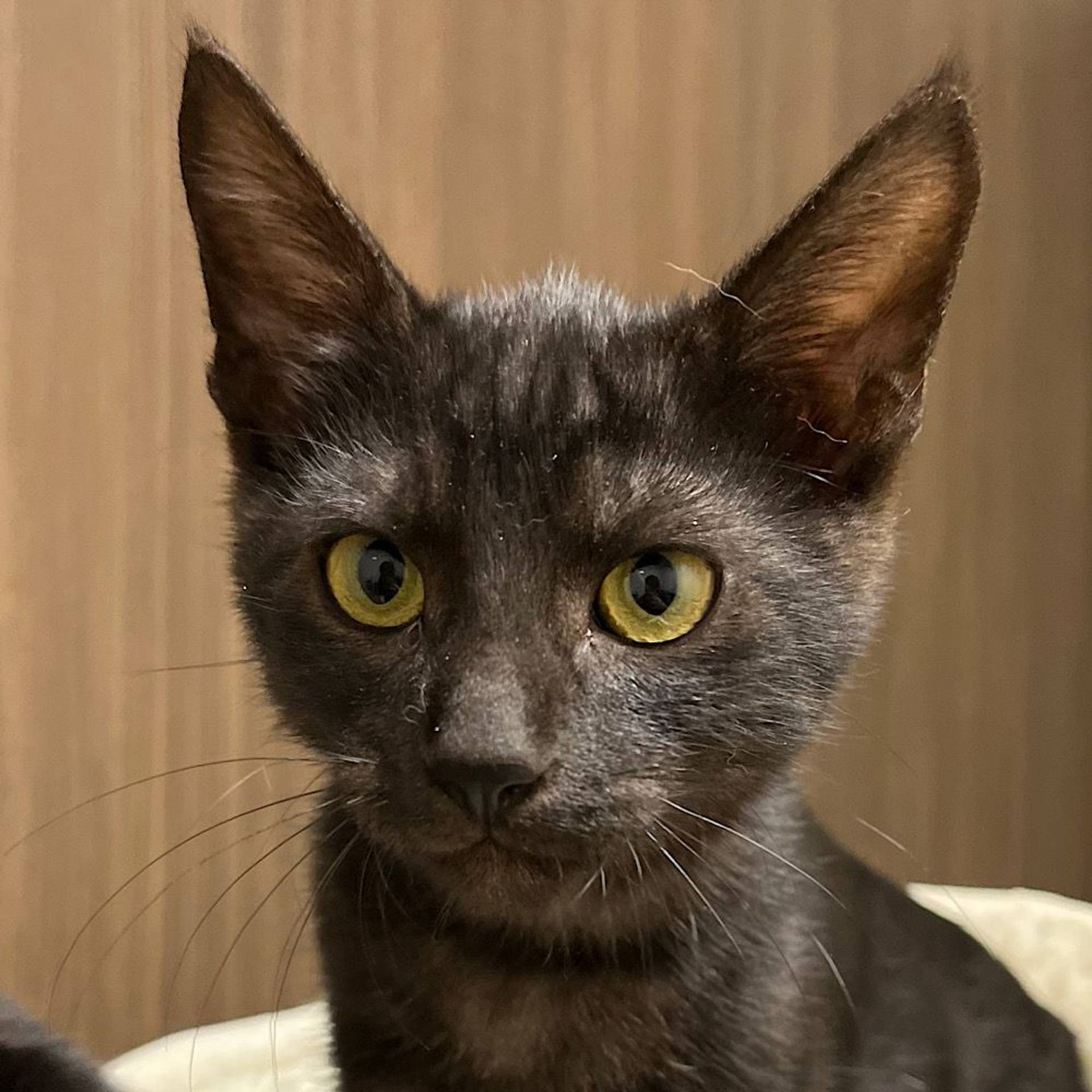雑種（ミックス猫）・オスの里親募集の写真