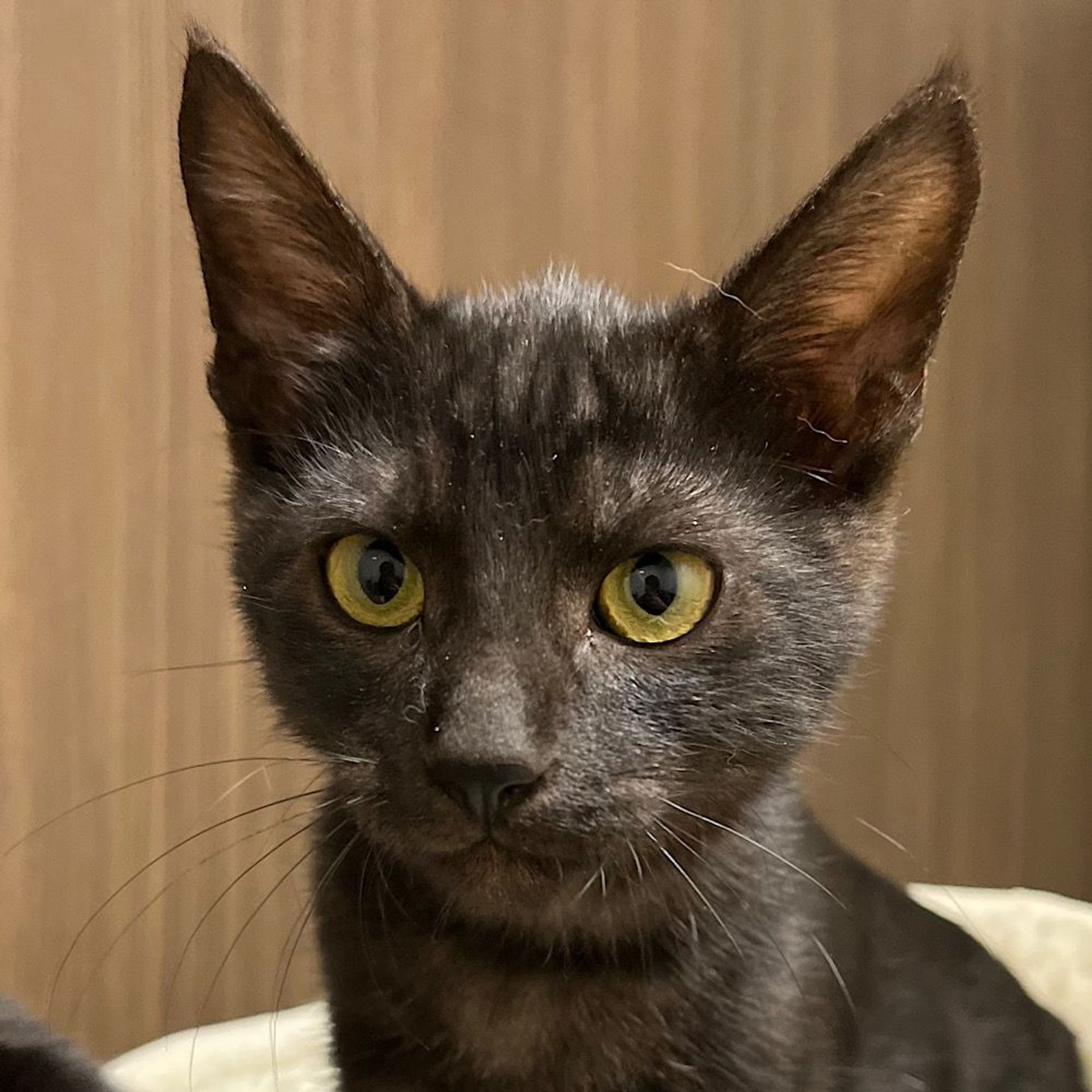 雑種（ミックス猫）・オスの里親募集の写真