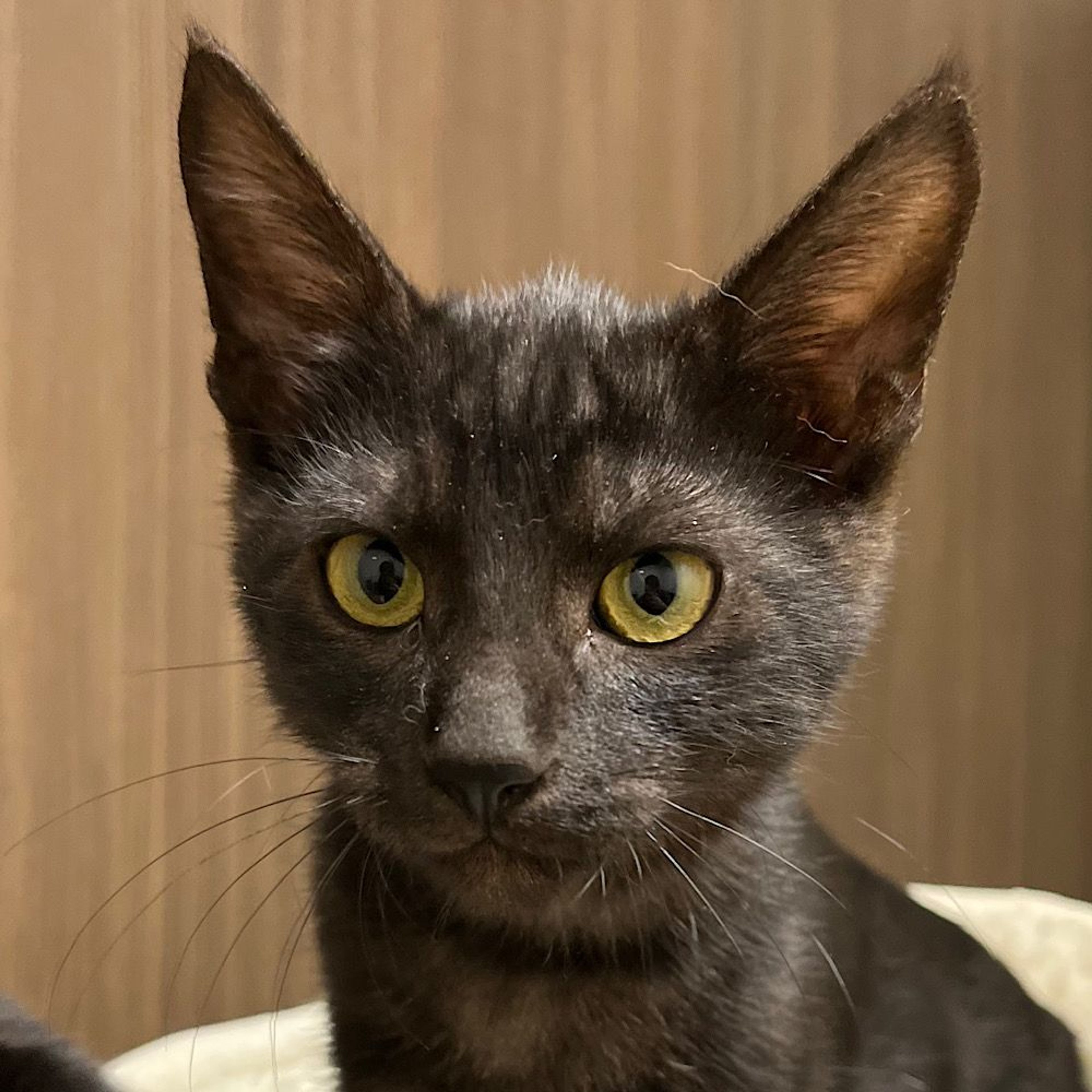 雑種（ミックス猫）・オスの里親募集の写真