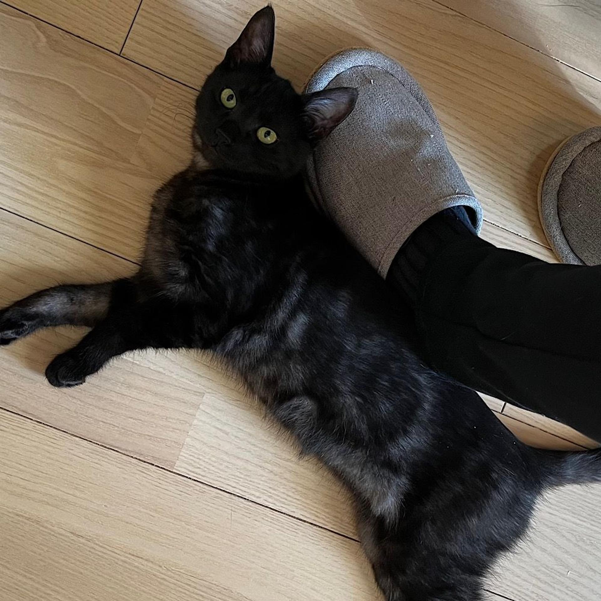 pet-image-3