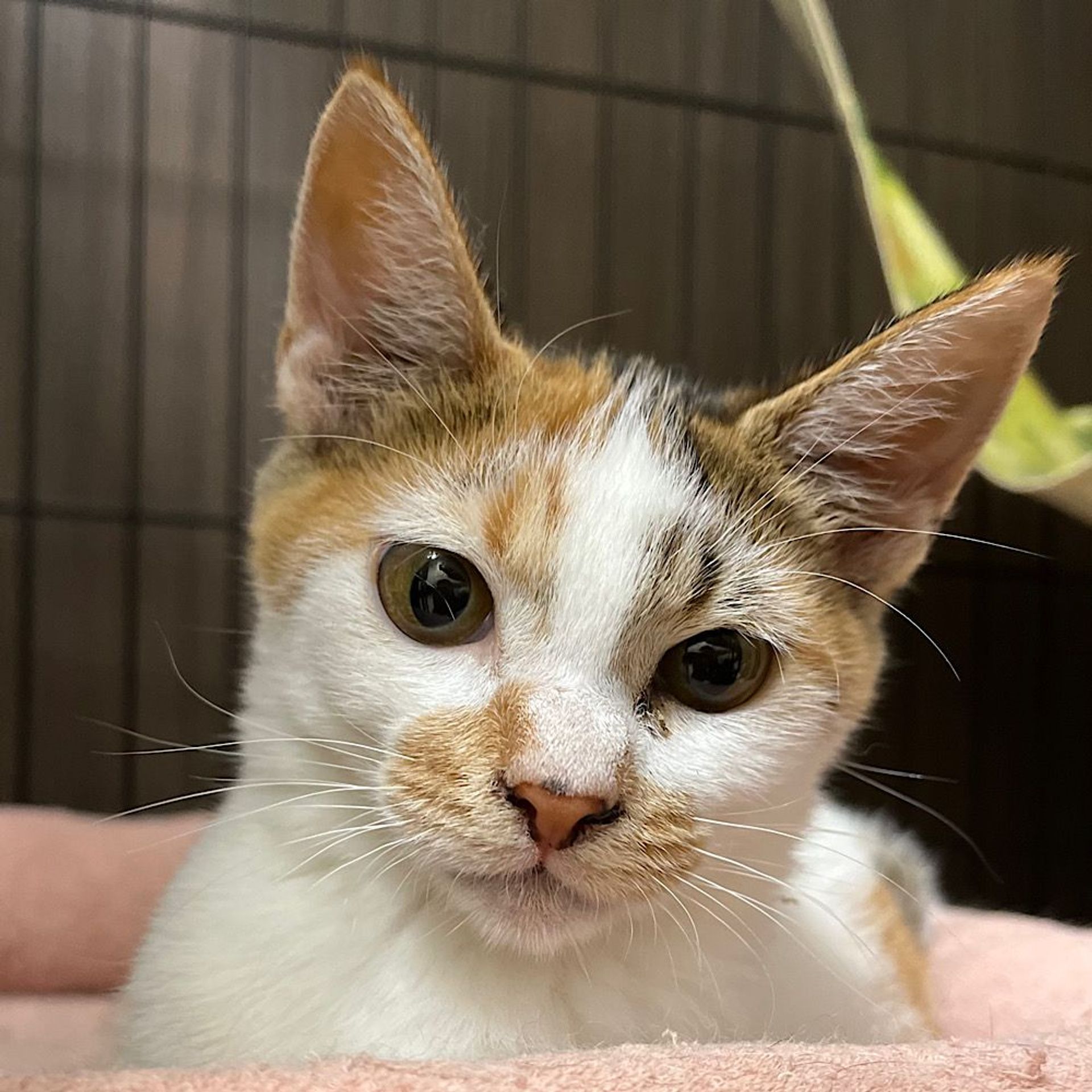 雑種（ミックス猫）・メスの里親募集の写真