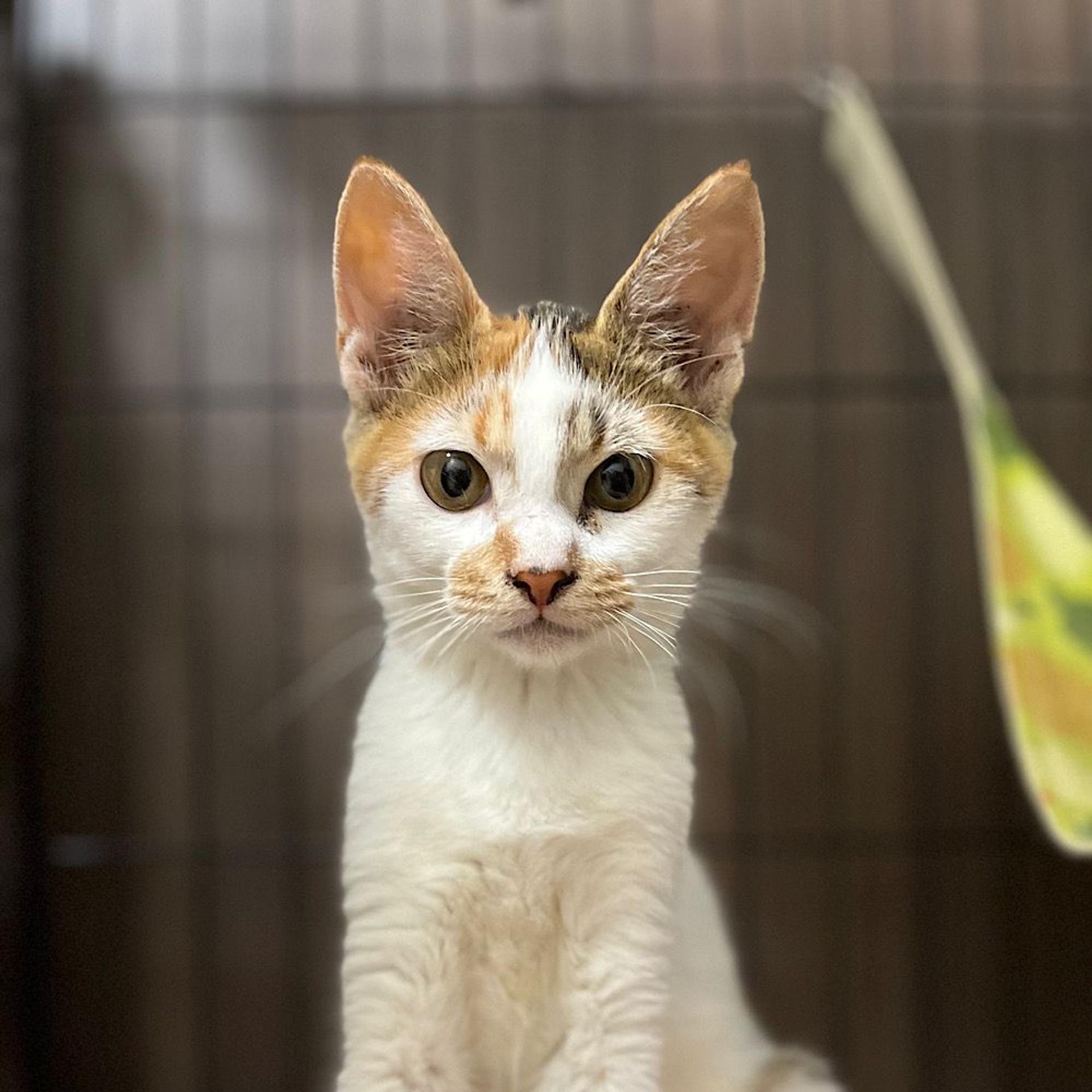 pet-image-2