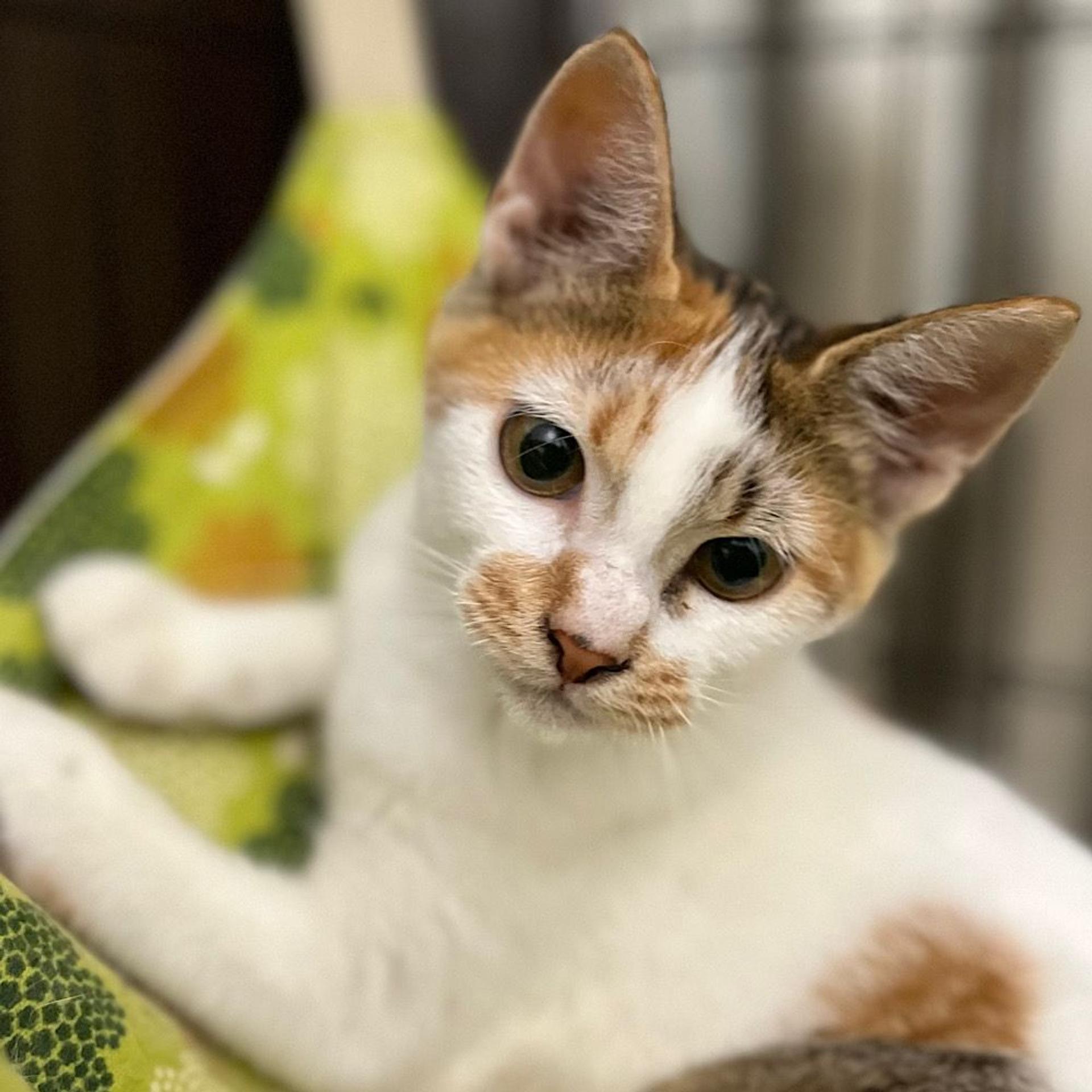 pet-image-3