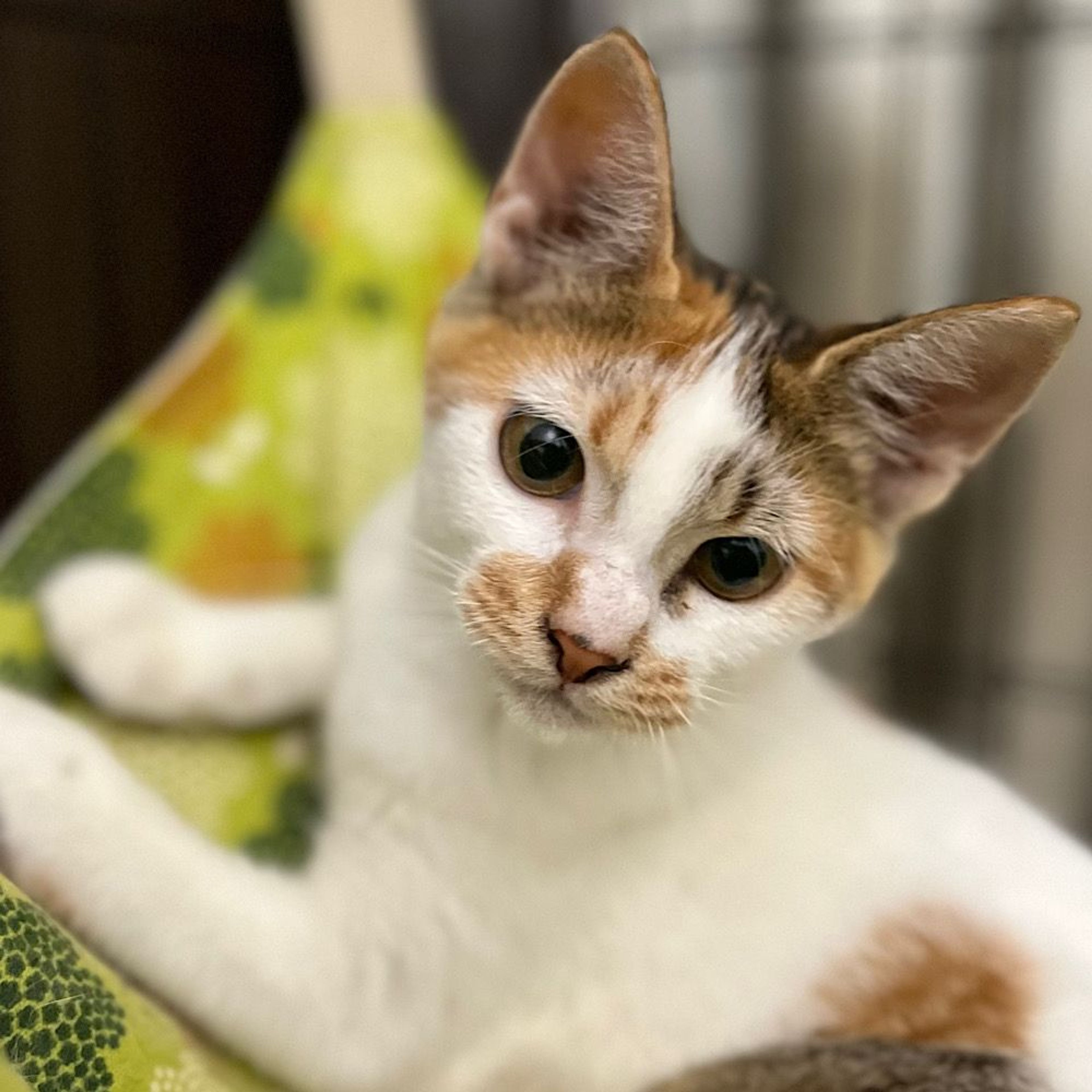 pet-image-3