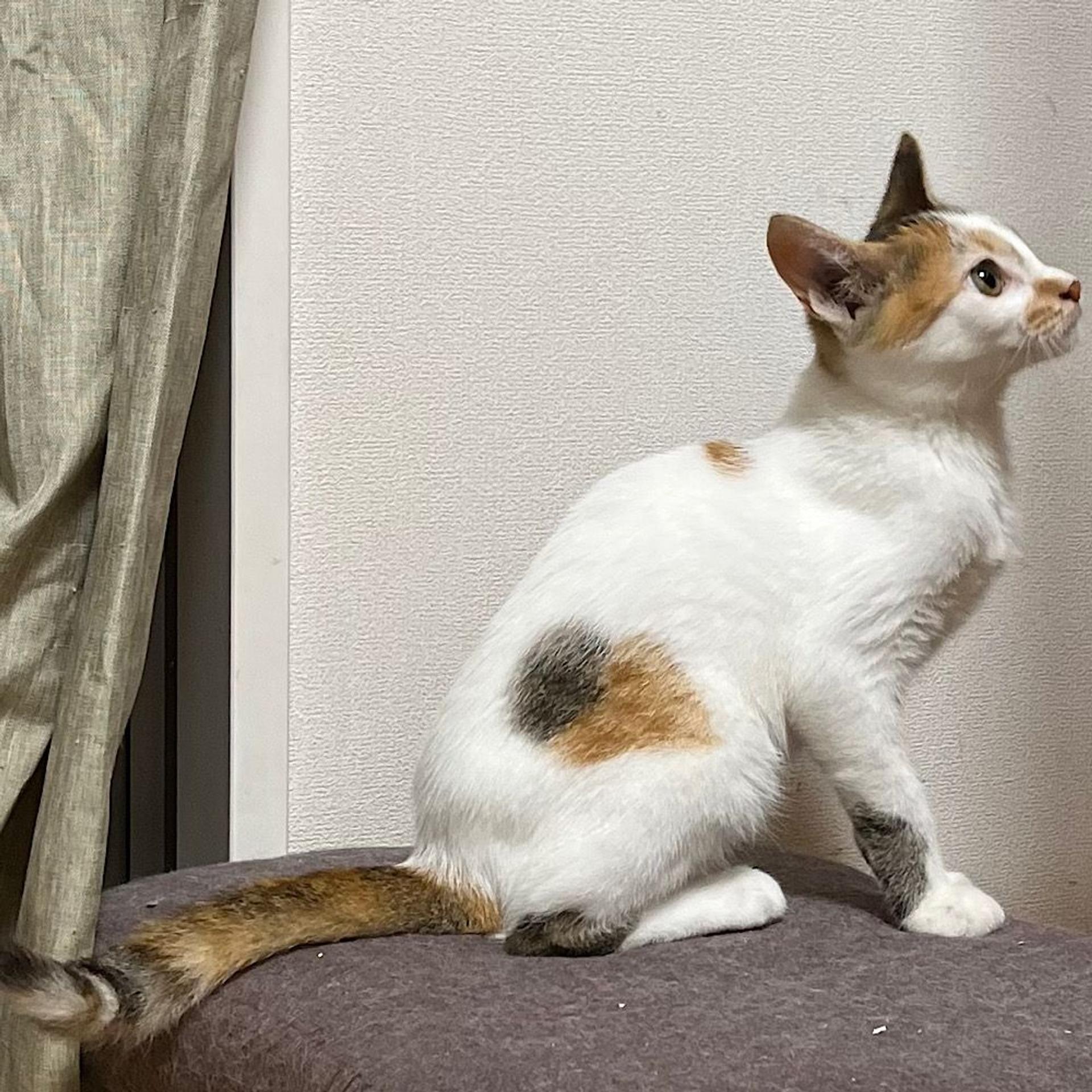 pet-image-4