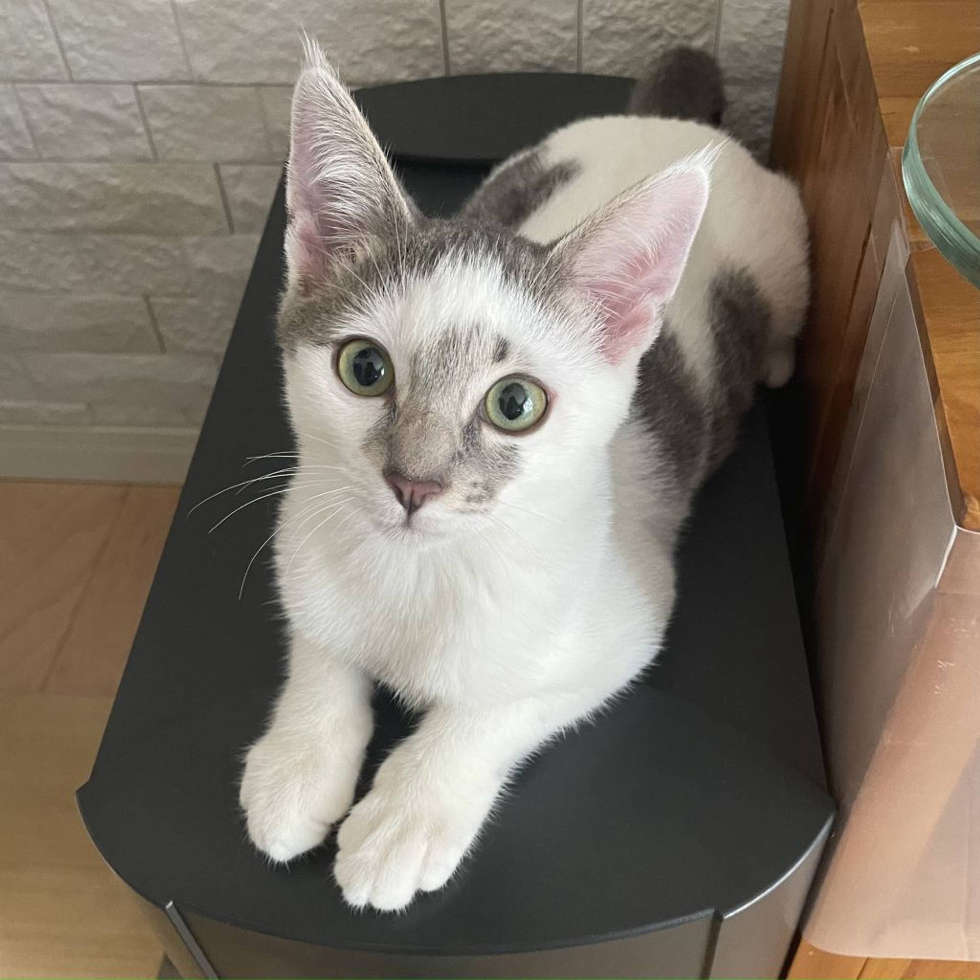雑種（ミックス猫）・メスの里親募集の写真