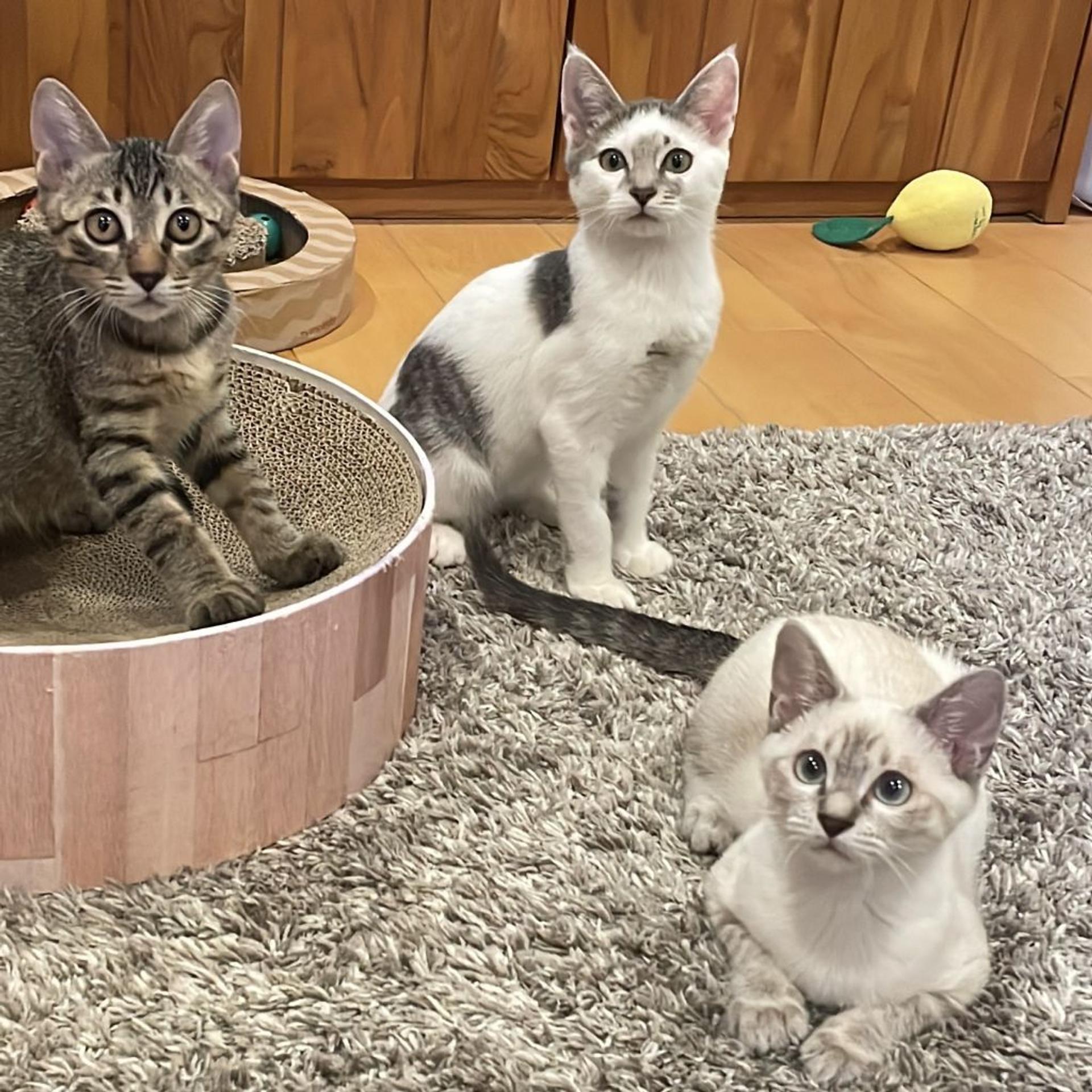 pet-image-5
